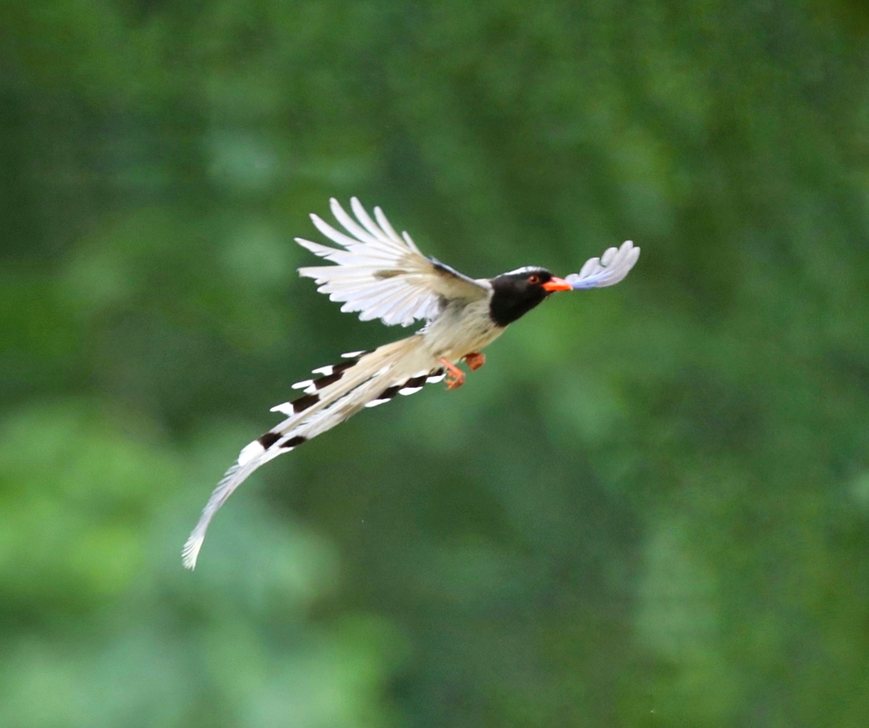 山西本地鸟 红嘴蓝鹊