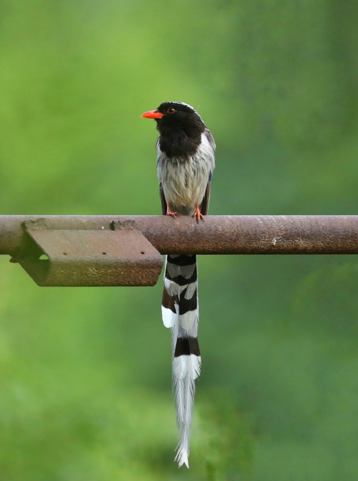 山西本地鸟 红嘴蓝鹊