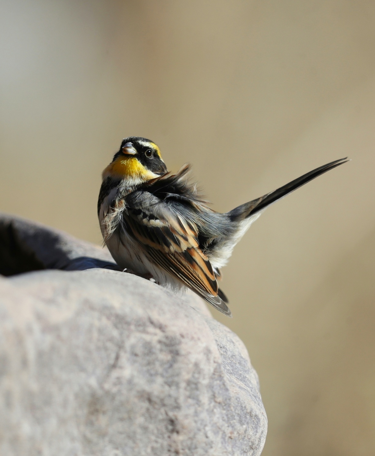 中国野生鸟类摄影 黄喉鹀
