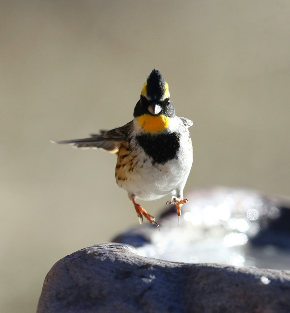 中国野生鸟类摄影 黄喉鹀