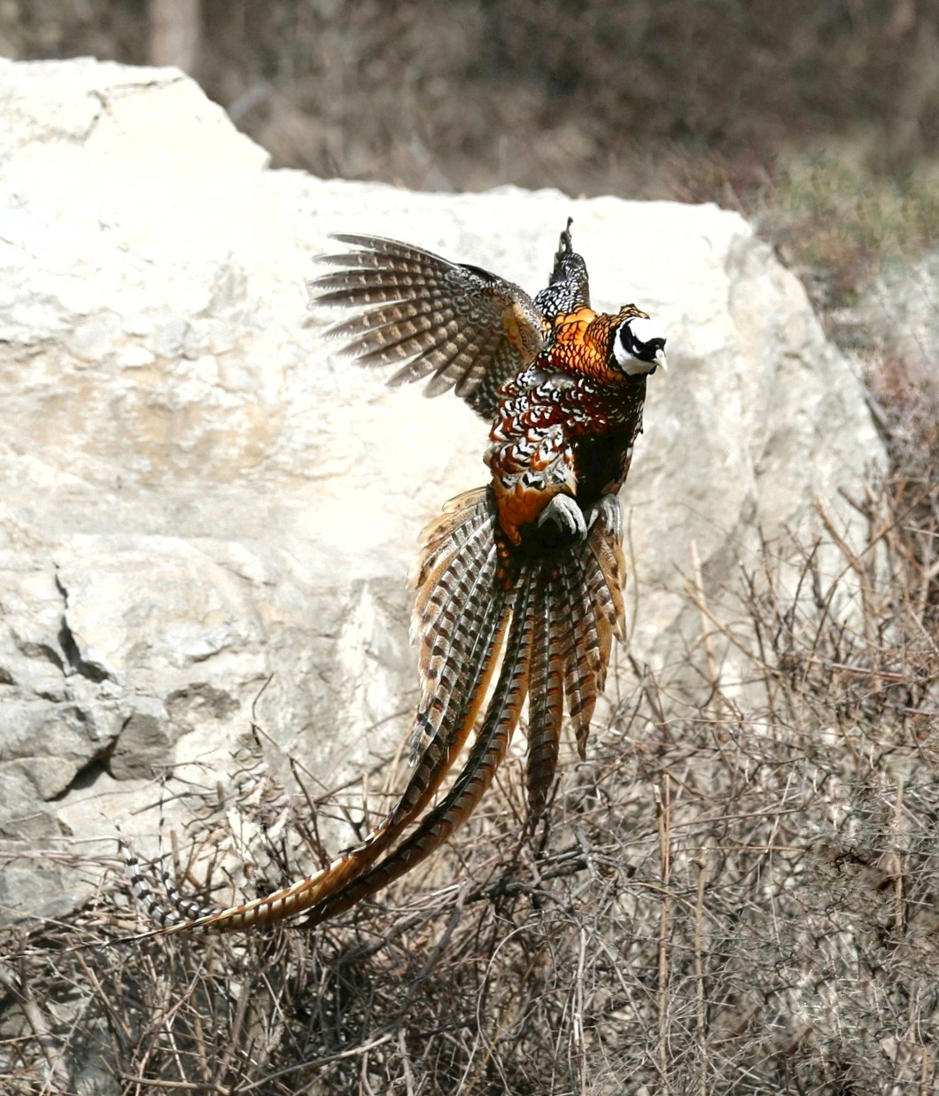 中国野生鸟类摄影 白冠长尾雉 鸡形目,雉科,长尾雉属的大型陆地雉鸟