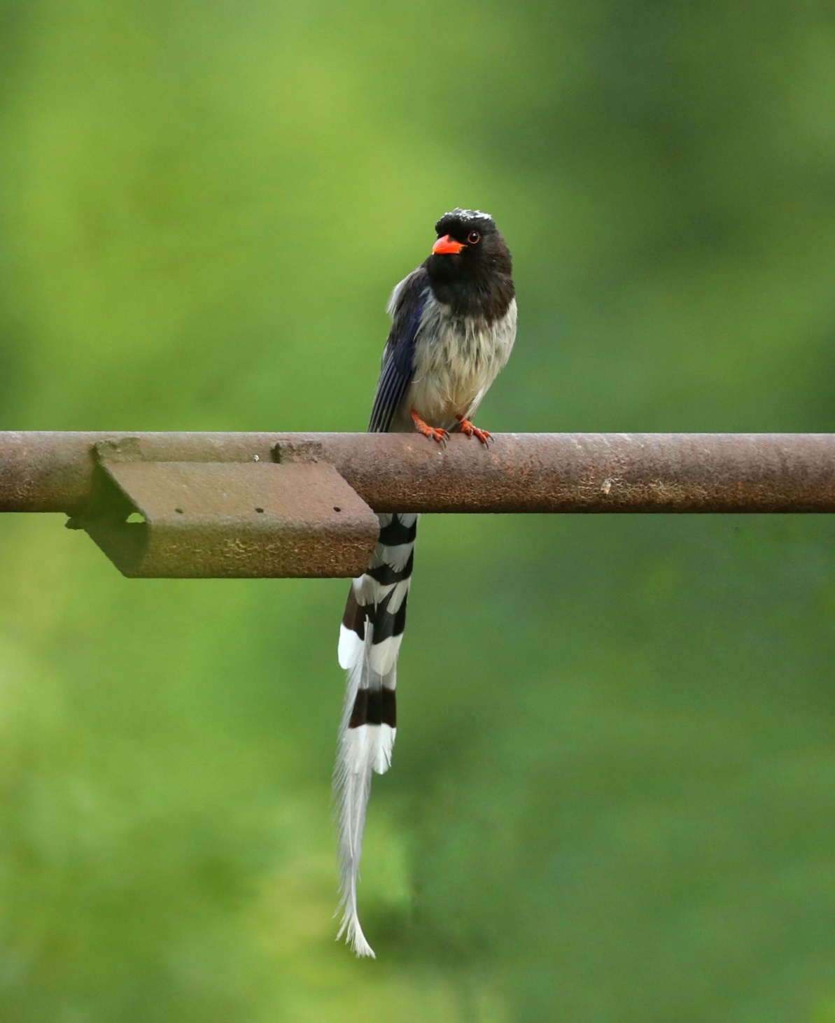 山西本地鸟 红嘴蓝鹊