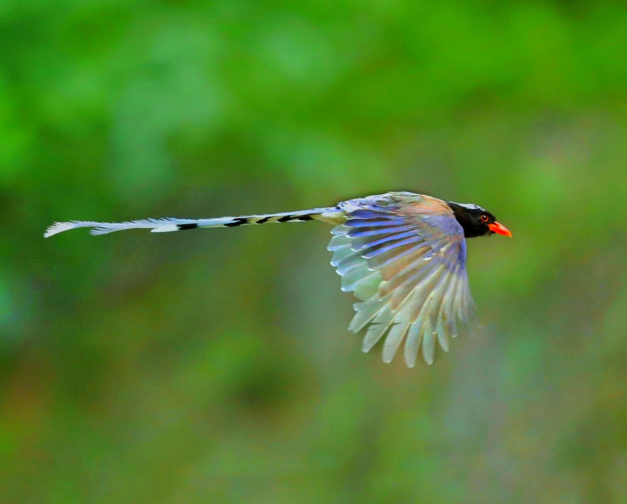 山西本地鸟 红嘴蓝鹊