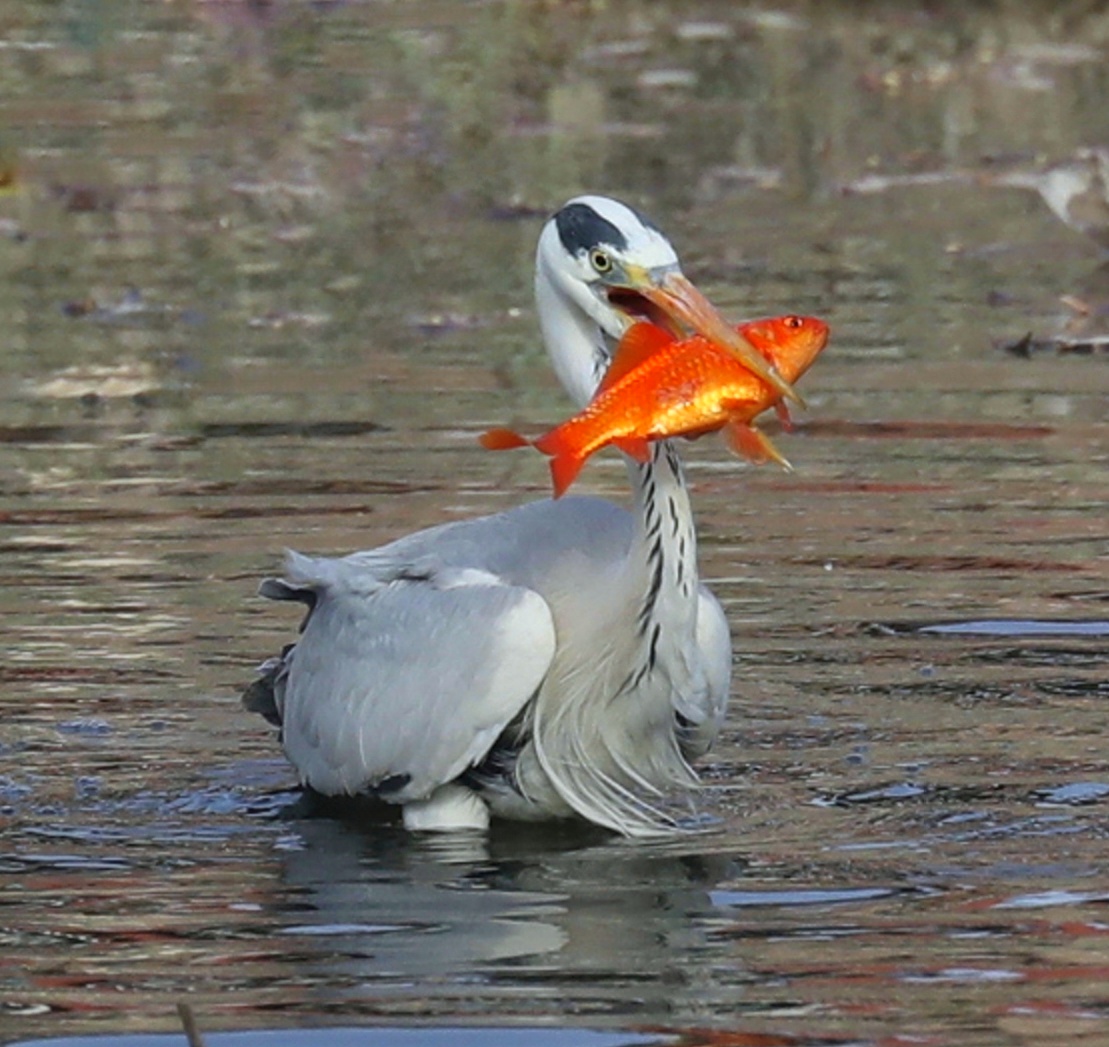 下午,我顶着所谓"能把大树拨起来的