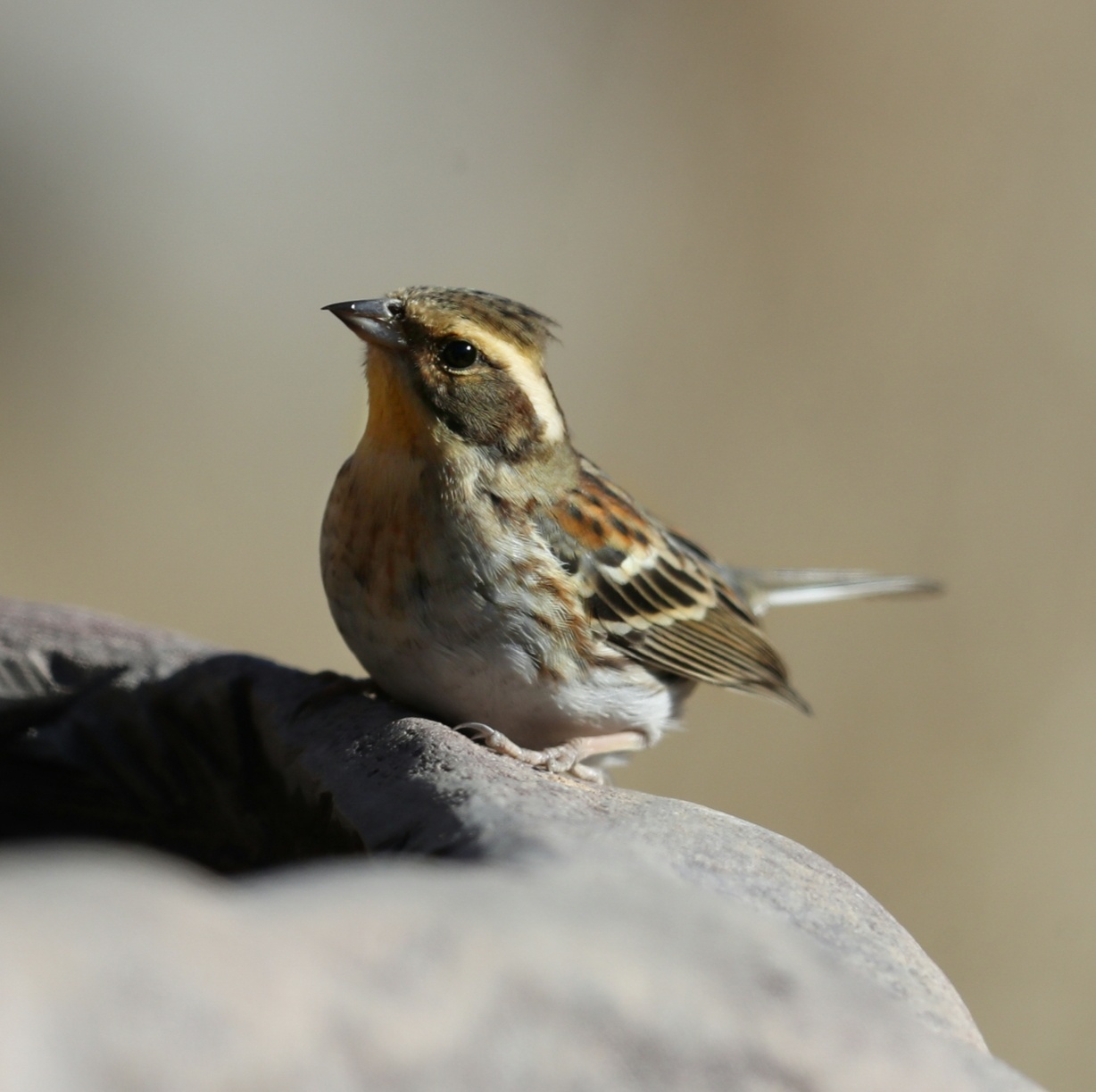 中国野生鸟类摄影 黄喉鹀