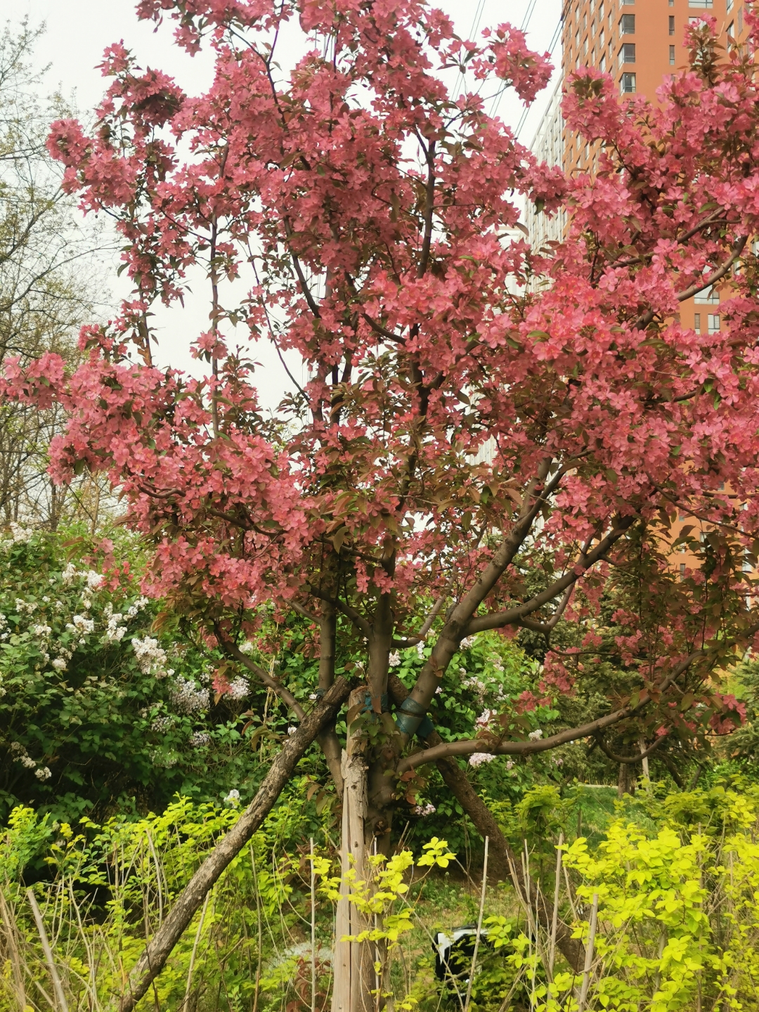 说它是梨花吧,也不是,梨花一般是白色的.#沈阳大玩家# #城市大玩家