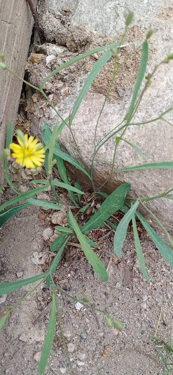 燕儿衣草,叶细长,色灰绿,黄花,味苦.