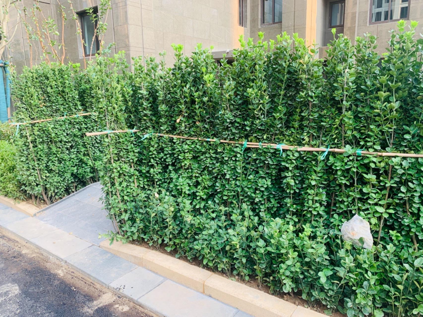 对鞍山市人大225号《关于对一堵墙村至板桥村的村级公路修路和安装路灯完成美丽乡村建设最后一公里》的建议答复(图1)