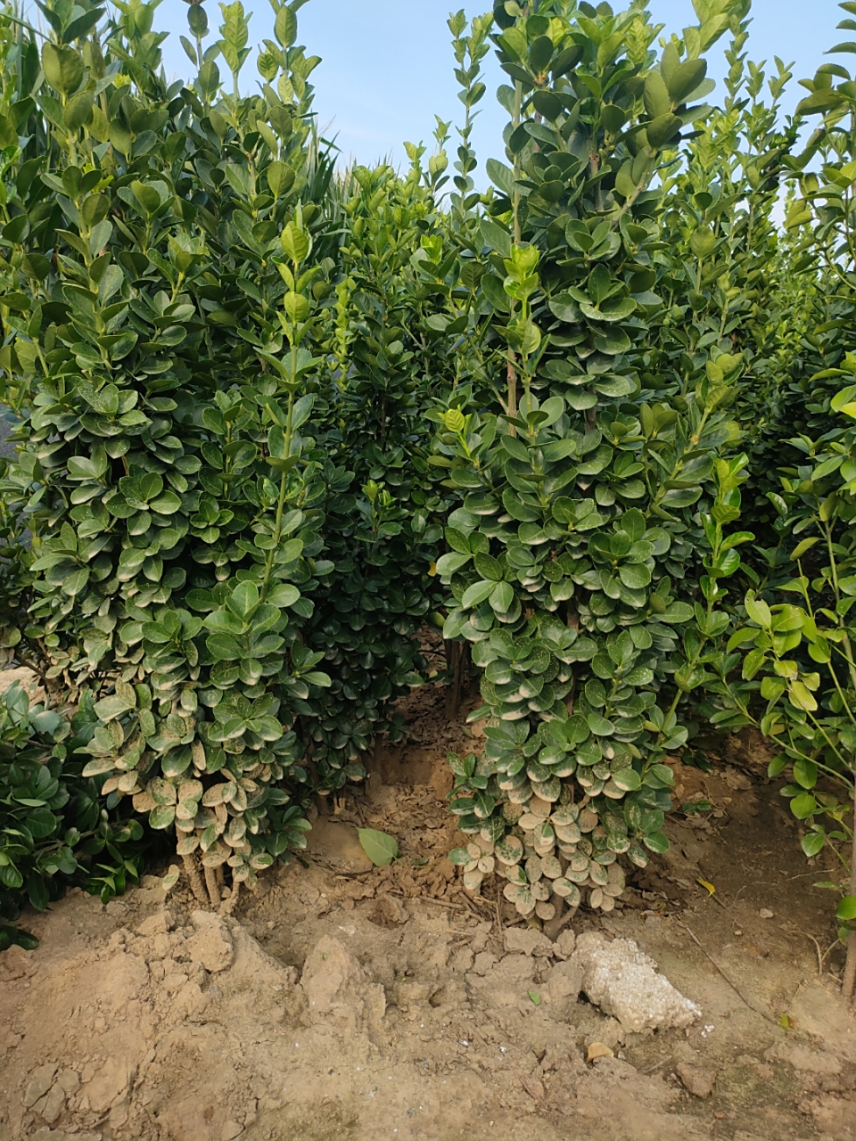 直立篱笆墙专用苗,北海道黄杨四季常青,篱笆墙专用苗木,小区,别墅绿篱