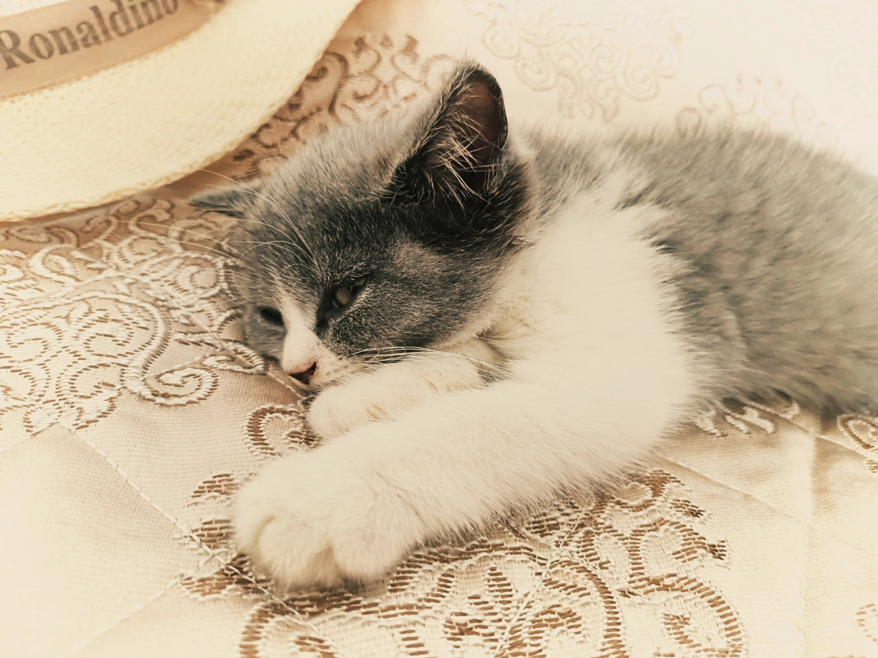 猫这个小东西:无论是睡眼惺忪,还是专心啄食,都有其妙;无论是慵懒温顺