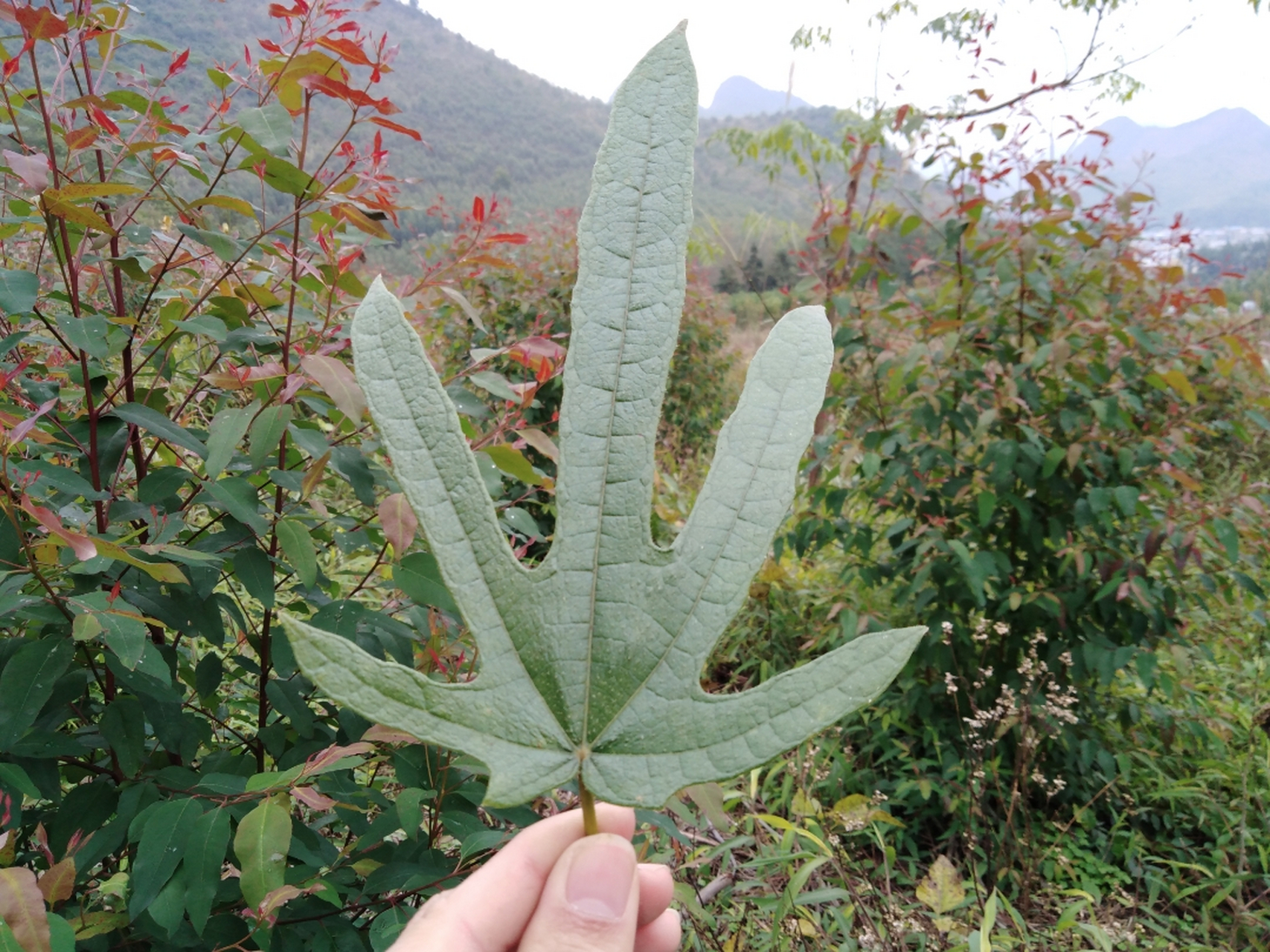 南方特有的植物,常生长于山边树林下,叶子像人的手掌,人称五指毛桃