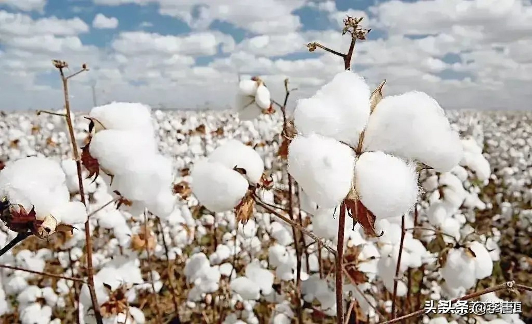 棉花产地主要新疆,河南,河北,东北.