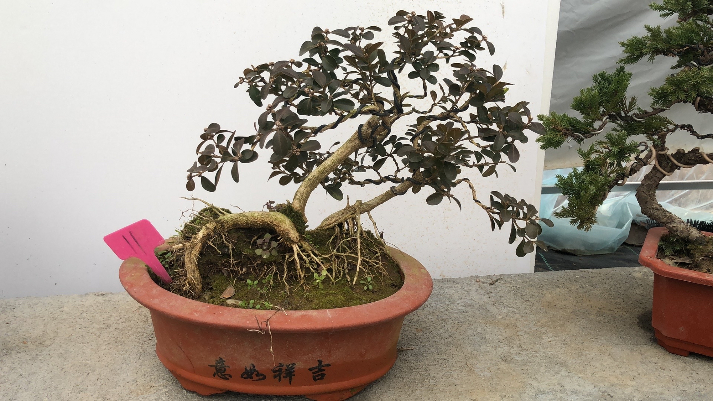 这是六年多的提根黄杨!