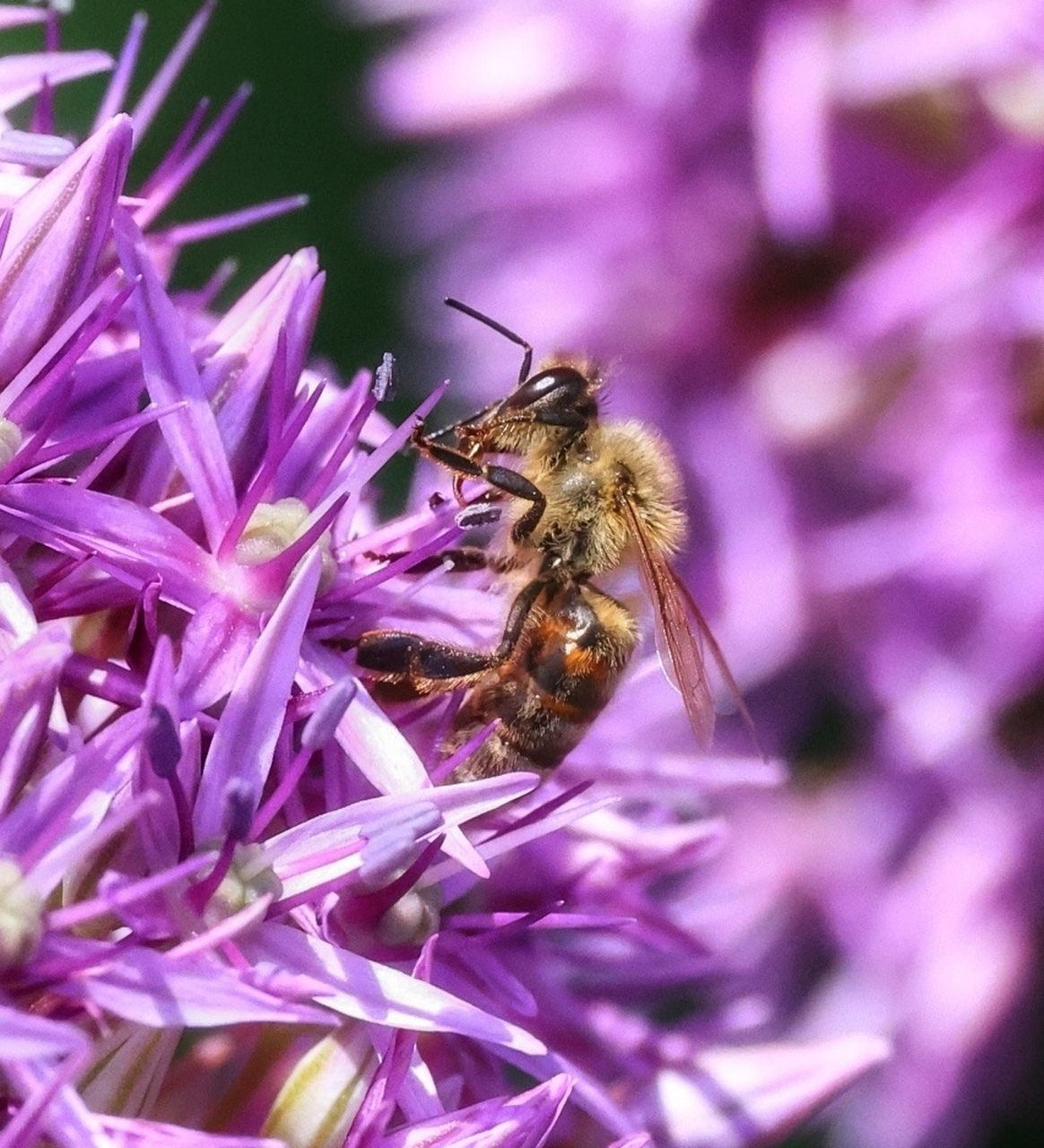 打卡密云新城子镇苏家峪流苏树下:蜂恋花