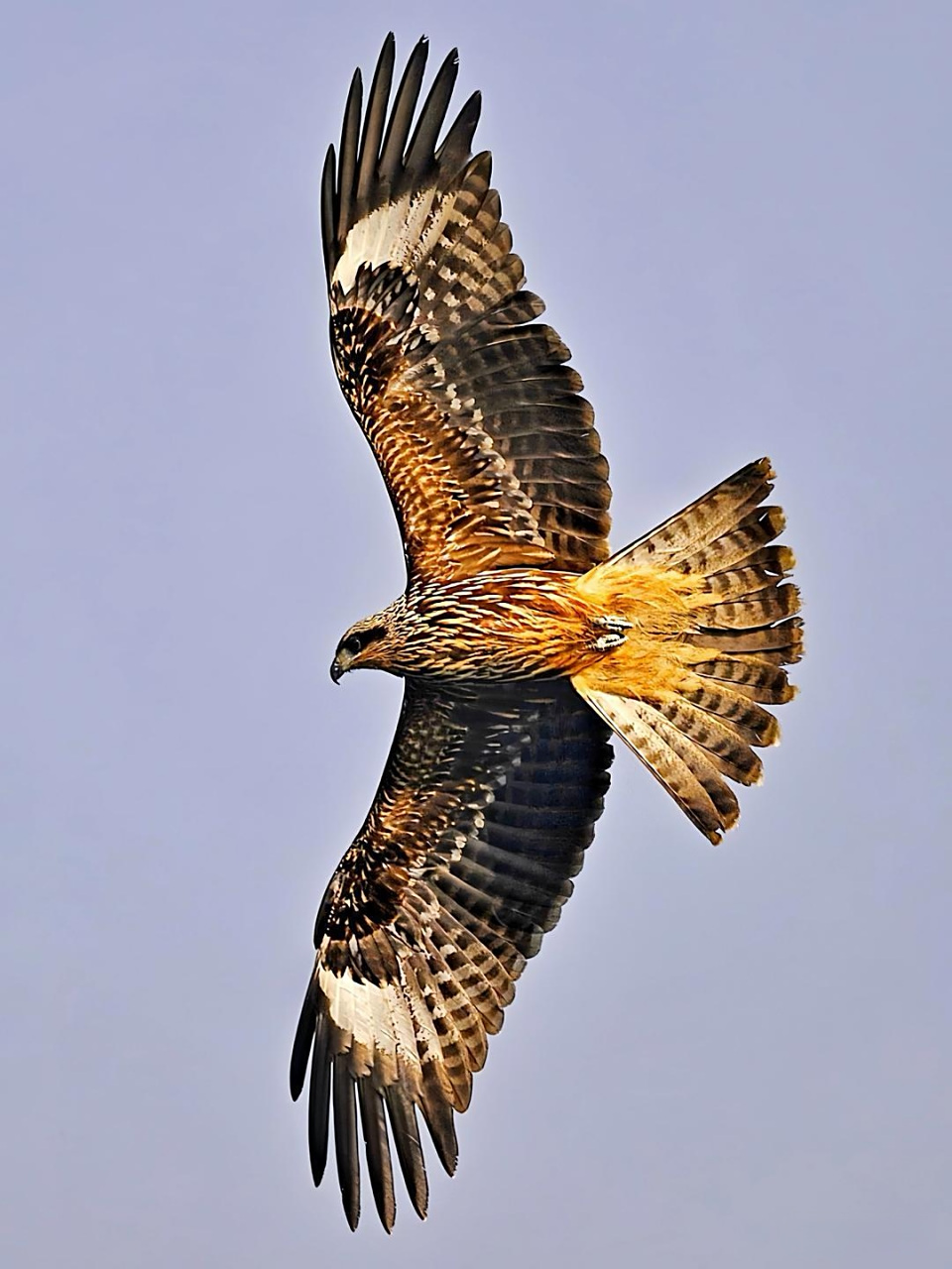 鹰翱翔在天空中,翅膀展开,仿佛在拥抱整个世界.