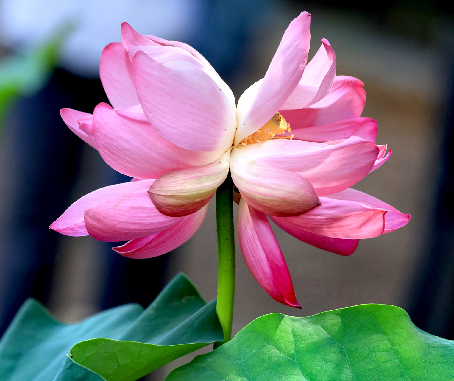 芙蓉池里叶田田,一本双花出碧泉. 浓淡共妍香各散,东西分艳蒂相连.