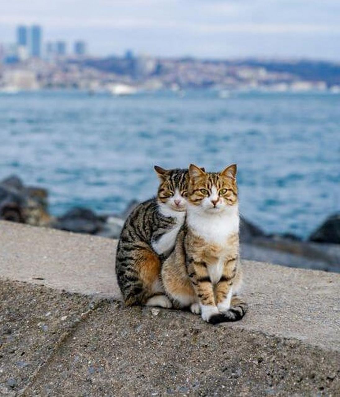 【两只猫咪依偎着坐在海边水泥堤岸上,背对着宽广的大海,显得非常可爱