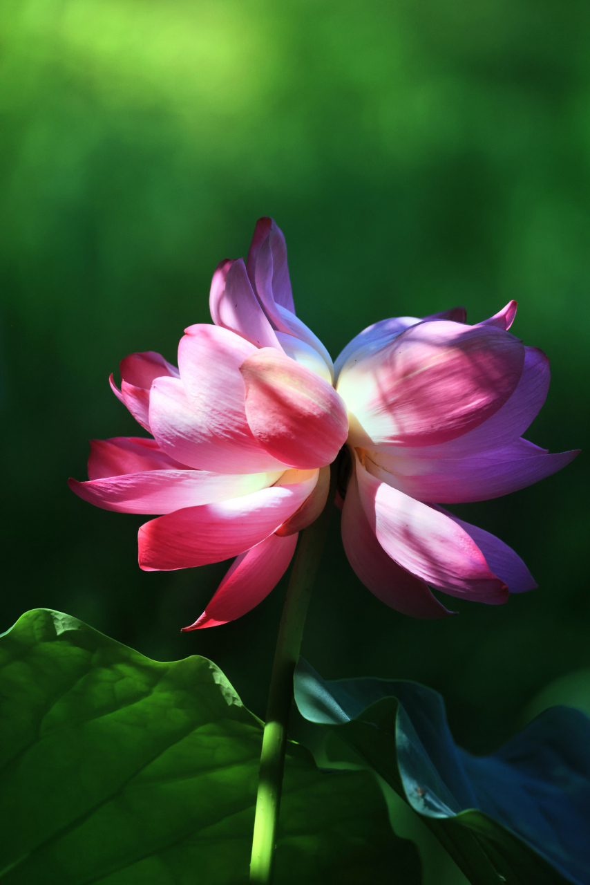 芙蓉池里叶田田,一本双花出碧泉. 浓淡共妍香各散,东西分艳蒂相连.