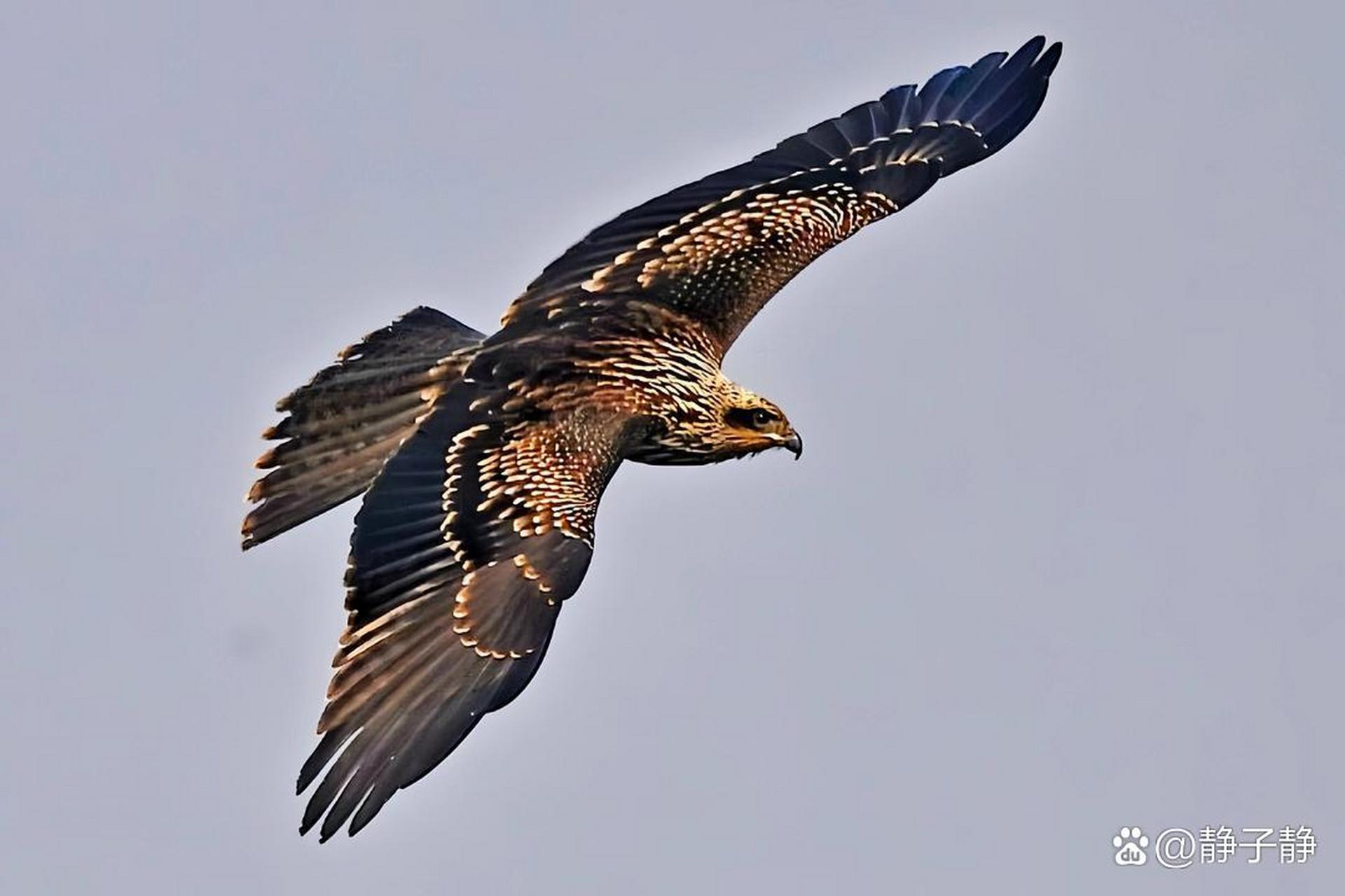 99         这只鹰的羽毛,明亮发光,又炫又灿,它的翅膀宽大而有力