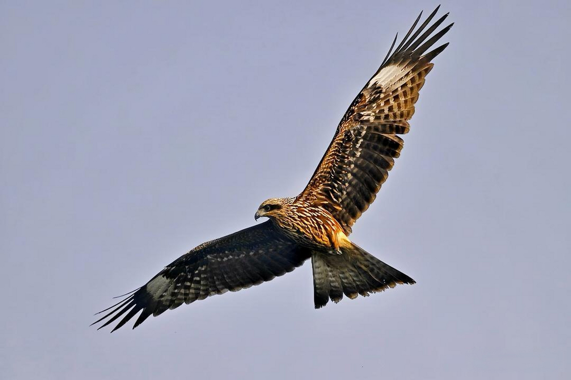 鹰翱翔在天空中,翅膀展开,仿佛在拥抱整个世界.