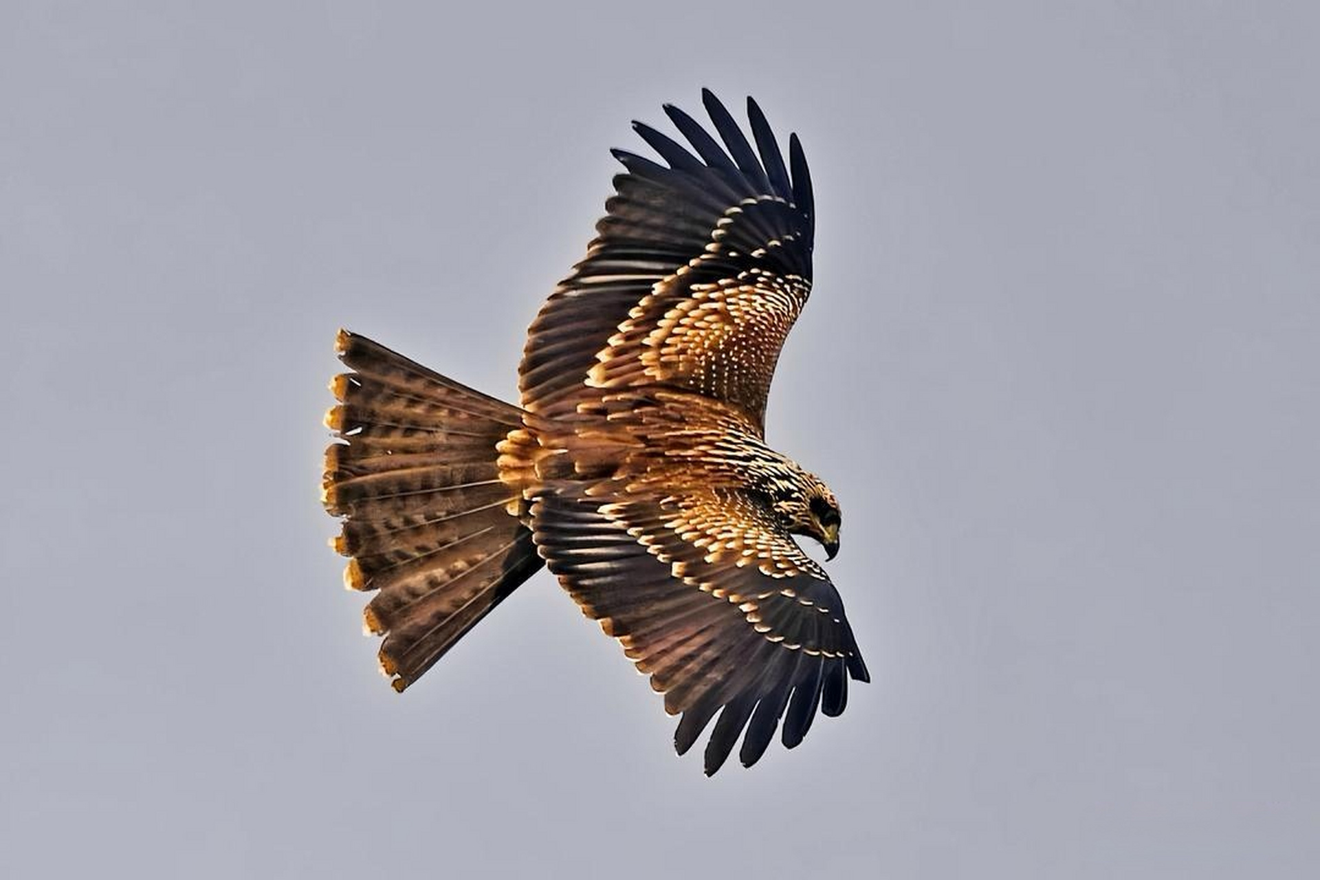 鹰翱翔在天空中,翅膀展开,仿佛在拥抱整个世界.