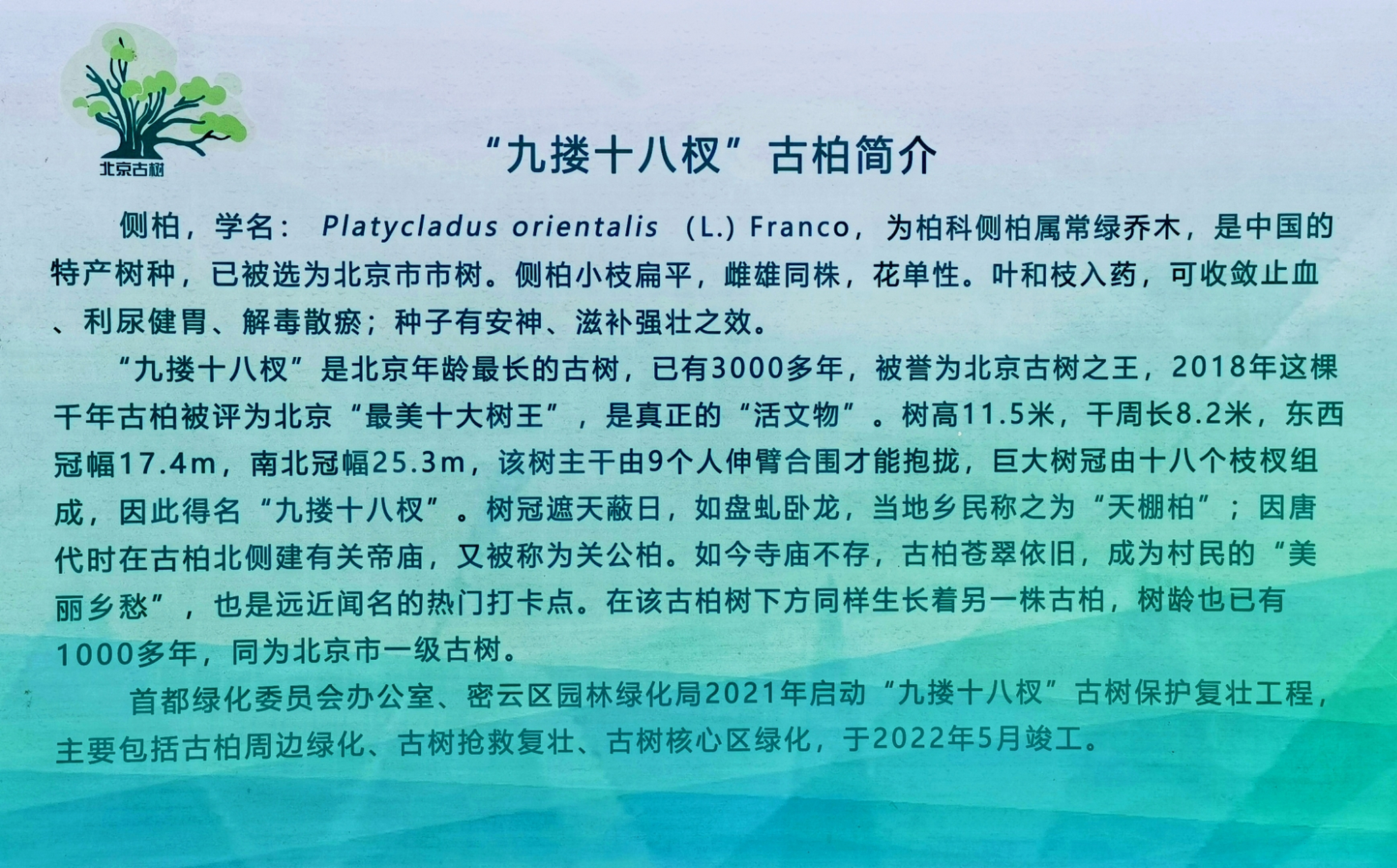 3500年古侧柏,比起轩辕柏还差2000年,但树围比轩辕柏多两搂.