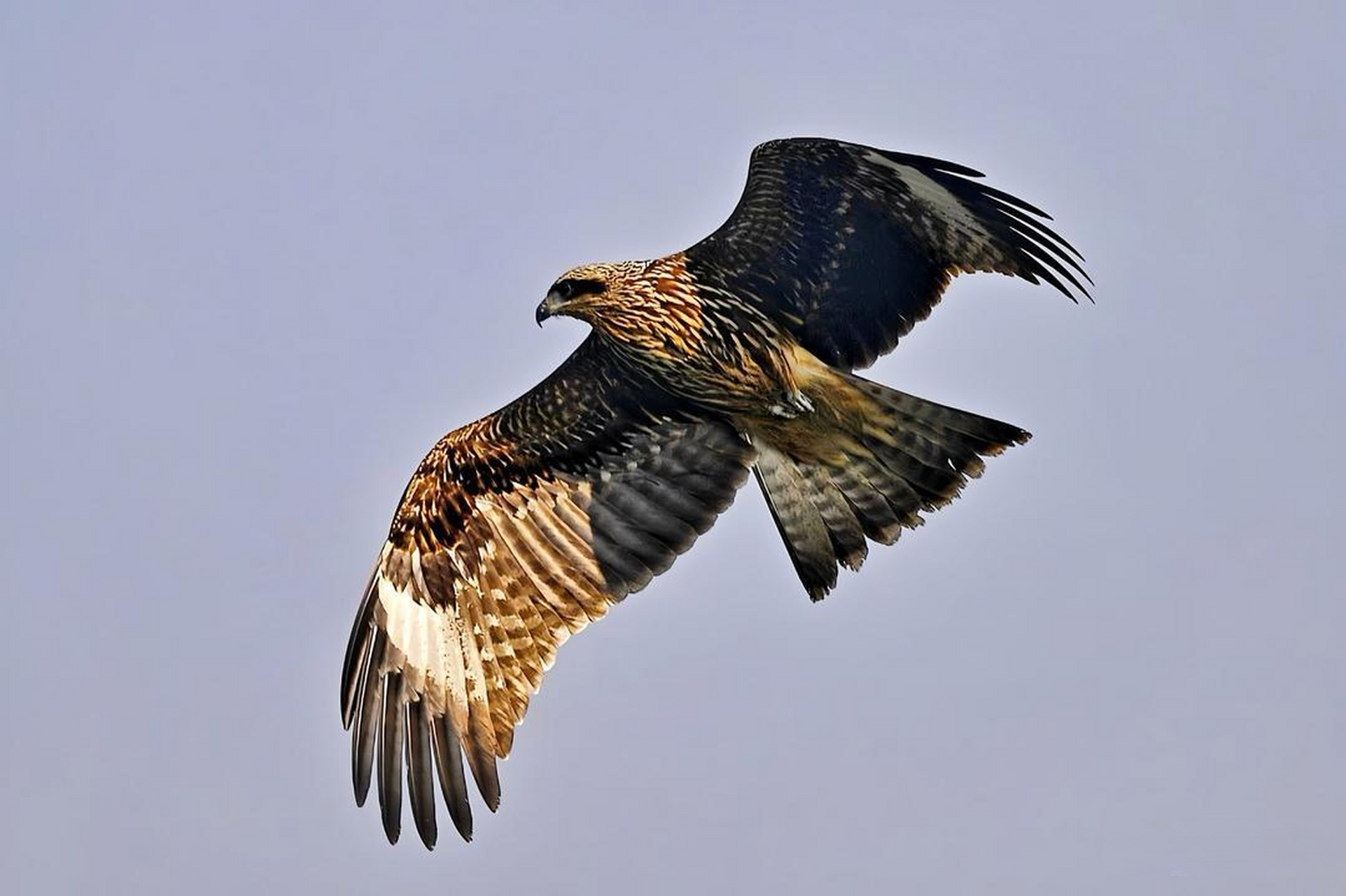 鹰在高空展翅飞翔图片图片