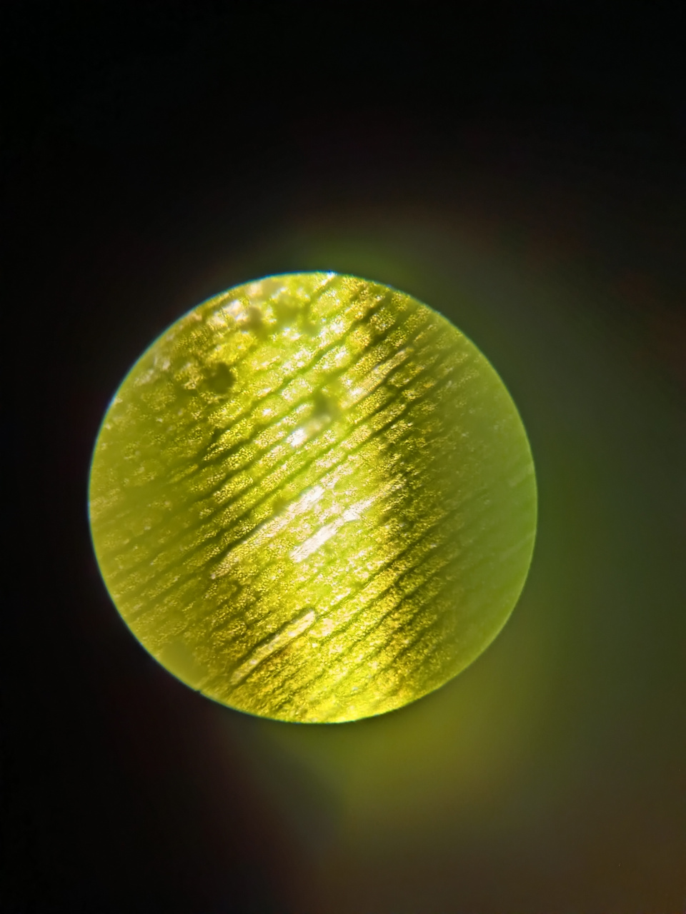 显微镜下的黑藻细胞 你见过吗? #显微镜下的世界