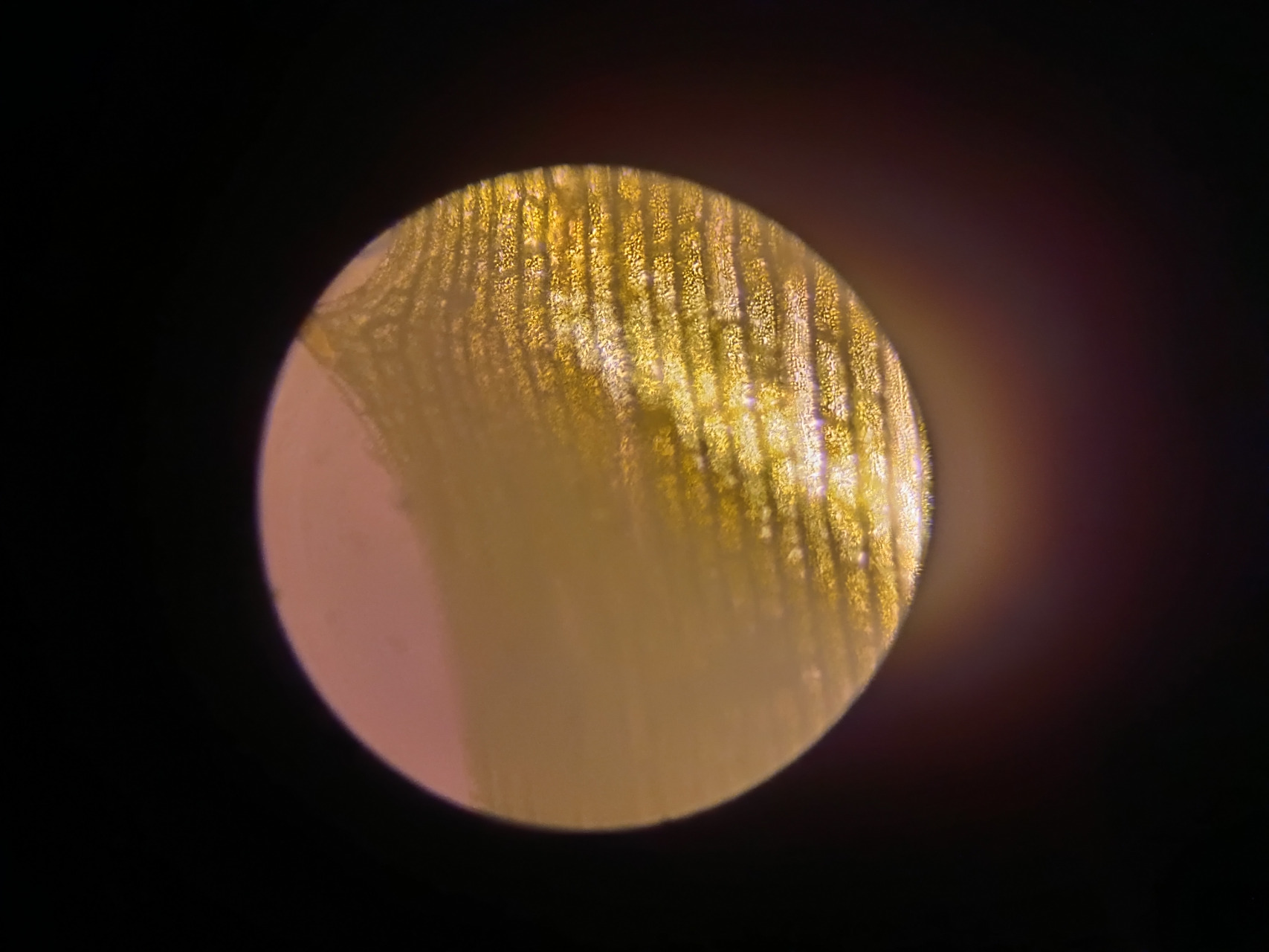 显微镜下的黑藻细胞 你见过吗? #显微镜下的世界