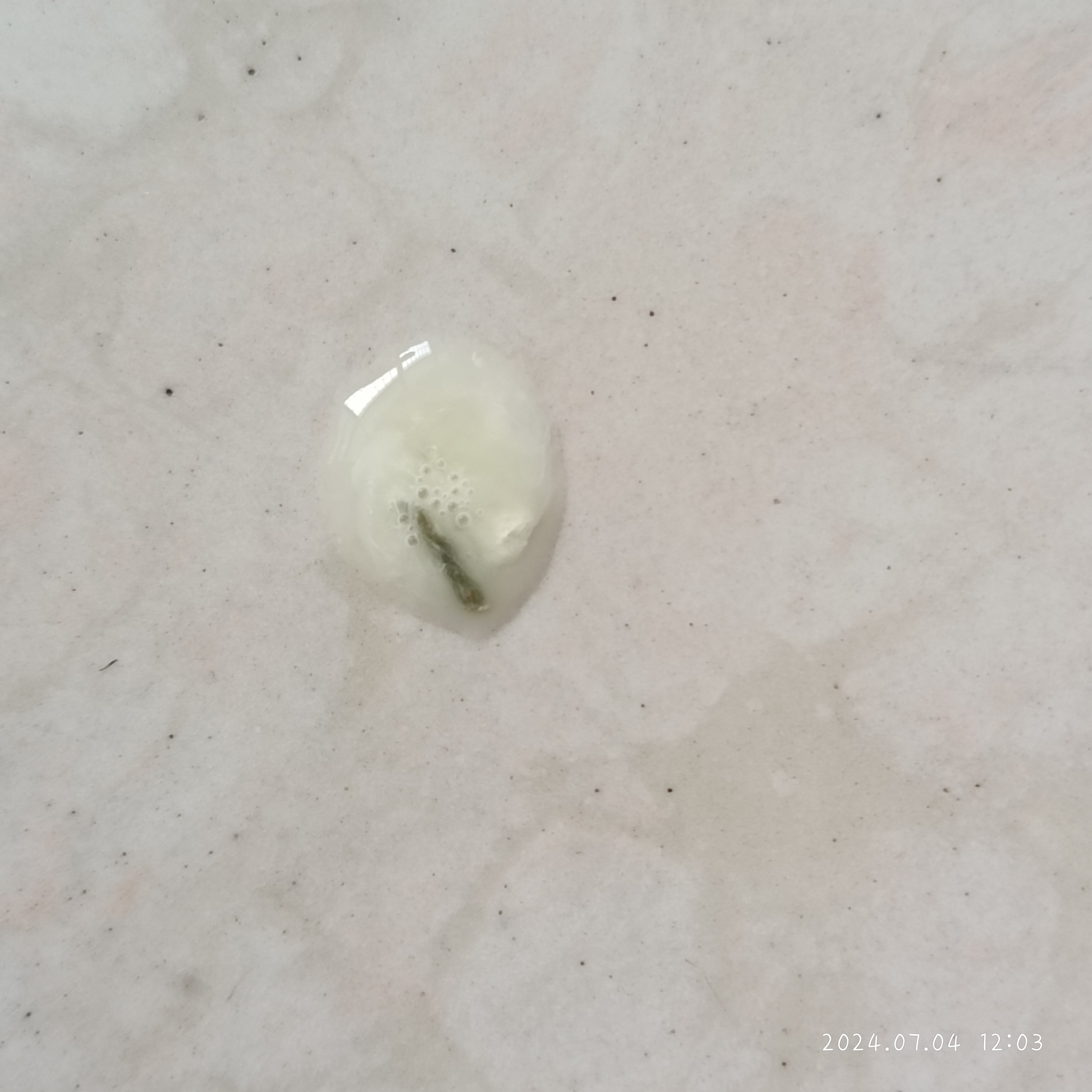 玄凤鹦鹉怎么拉这种屎了,有没有懂的求求了