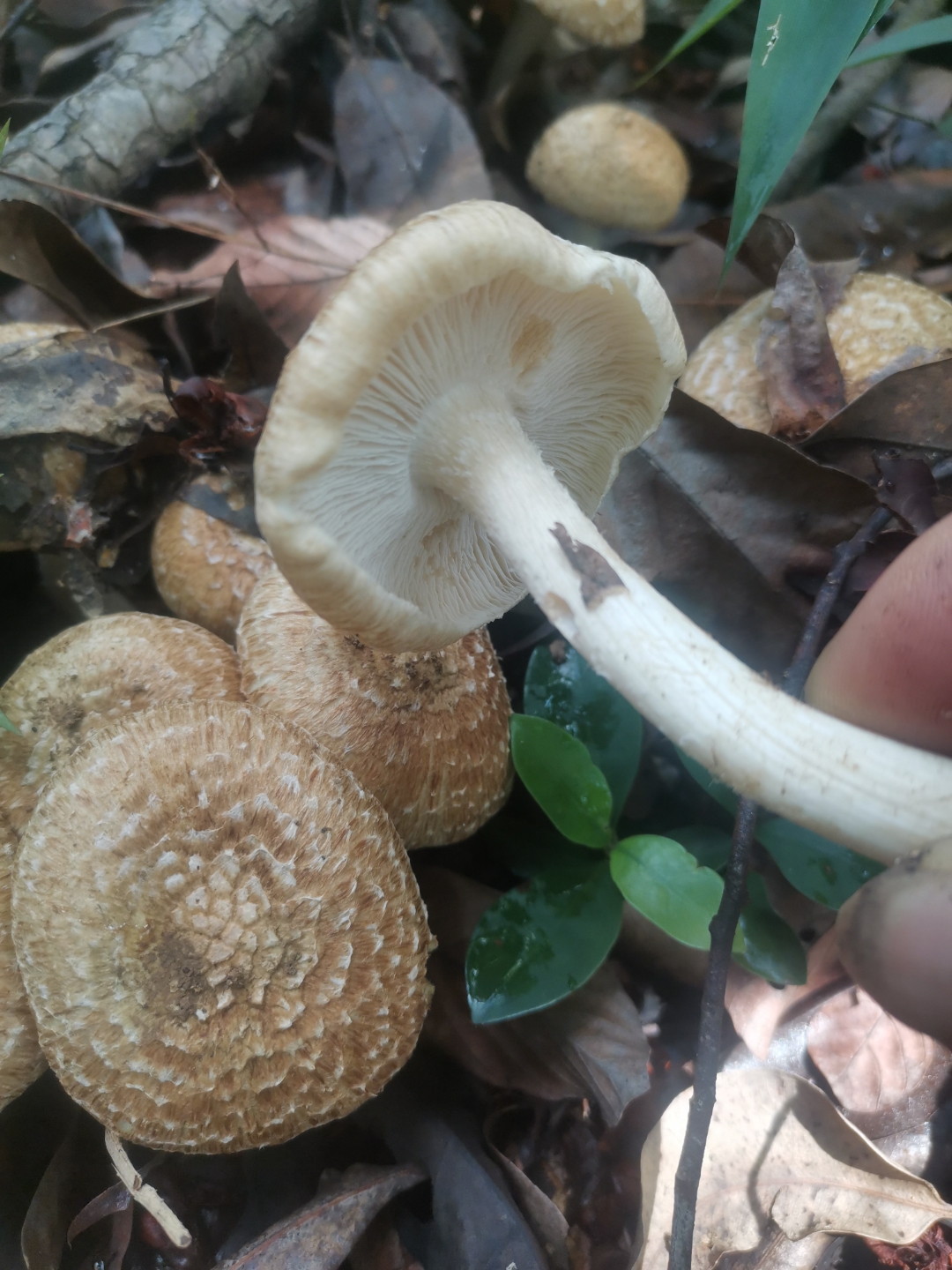 有人知道这是什么菌吗?求解!