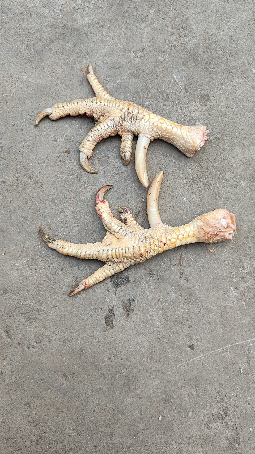 6年的公鸡脚,有要的吗