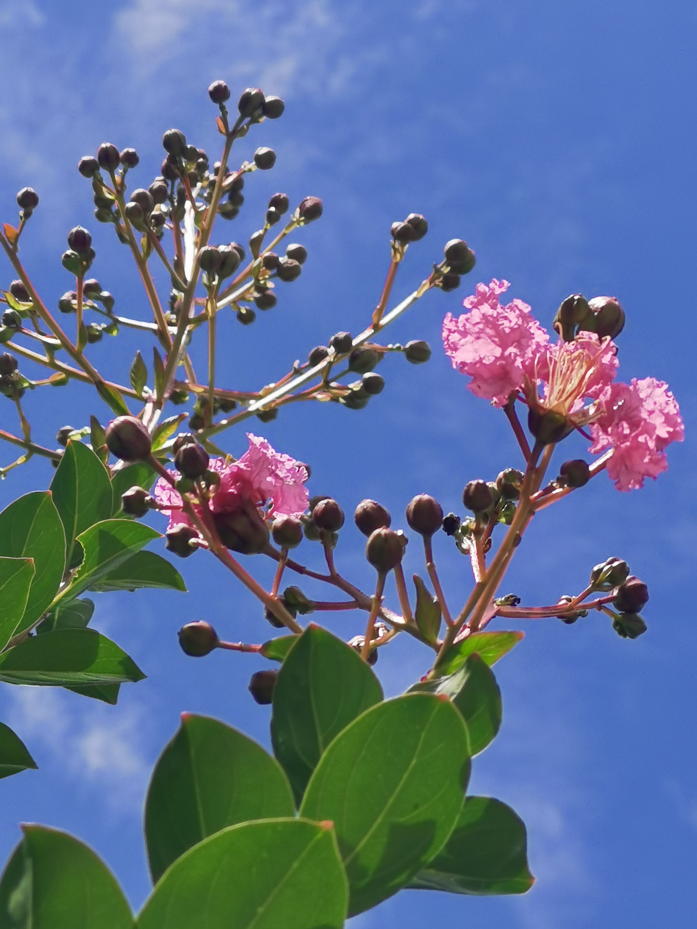 红花绿叶,岁月如歌