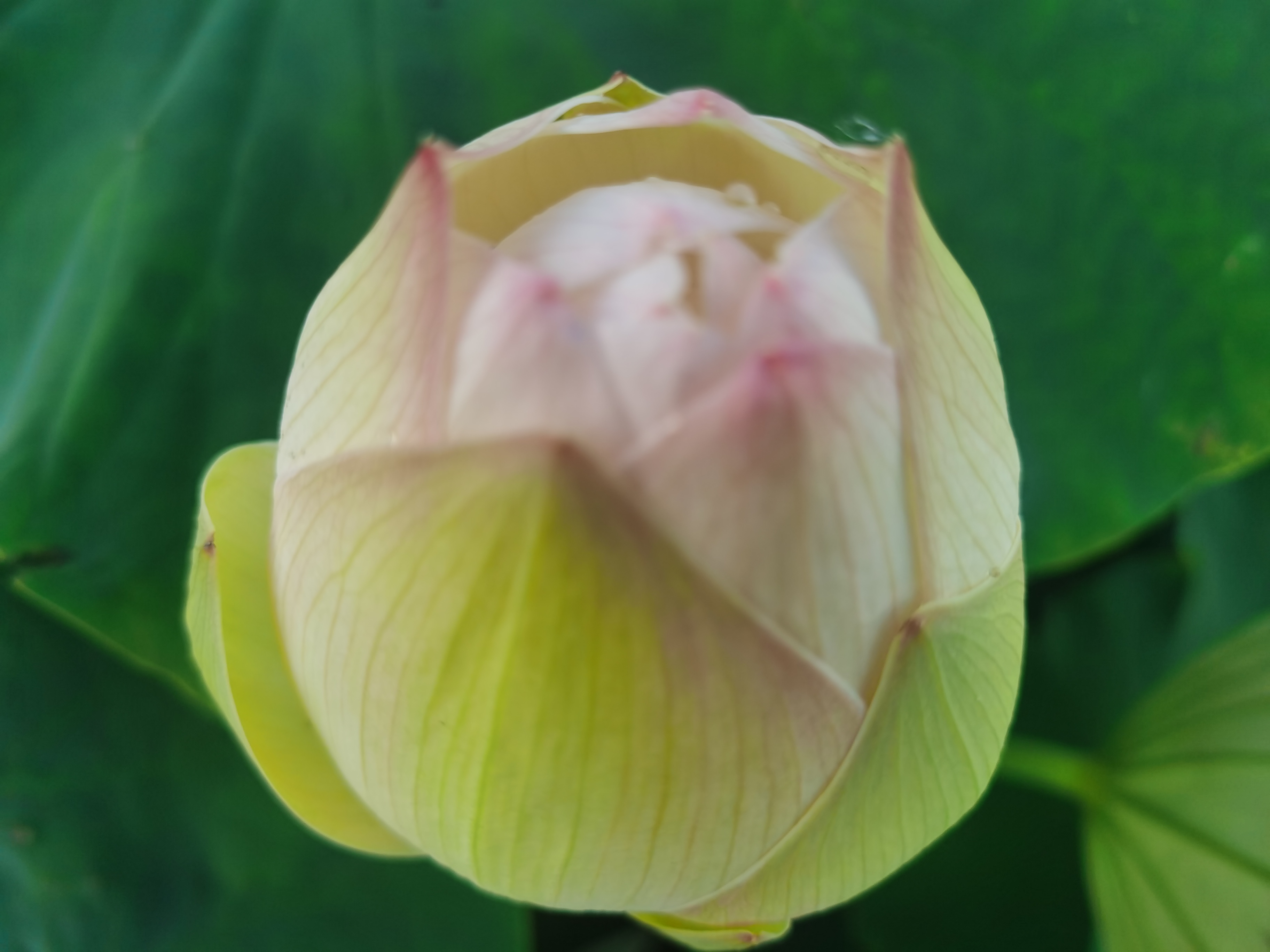 荷花,清香扑鼻 含苞待放的花朵,静待时光的雕刻