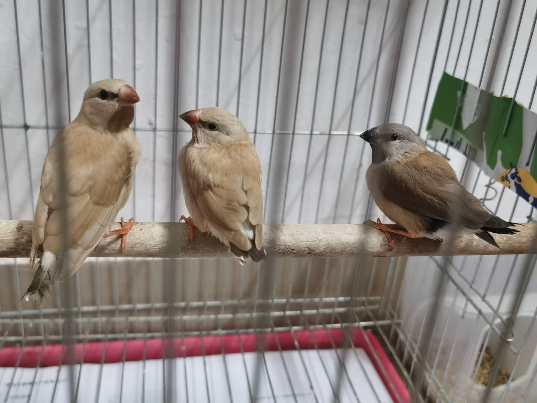 牧师鸟,又叫黑喉草雀,刚拿回来的小可爱[亲吻]一只原色,两只驼色.