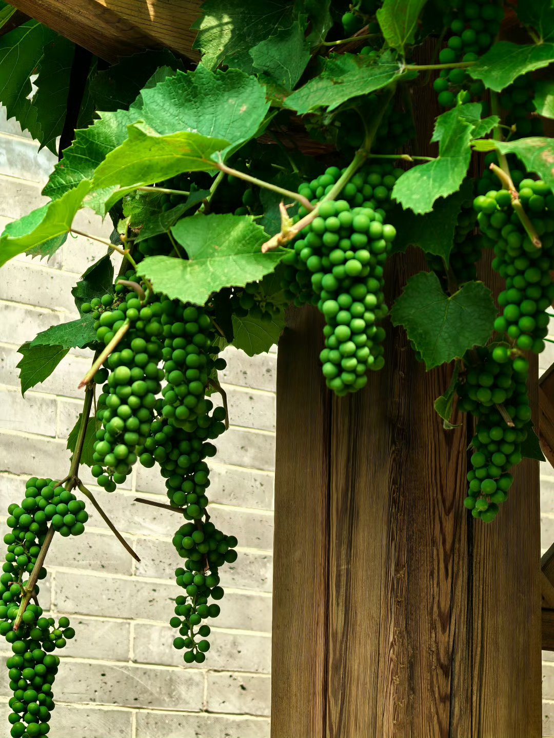 镜头下的花花草草# 瞧这串绿莹莹的小葡萄,正挂在枝头呢!