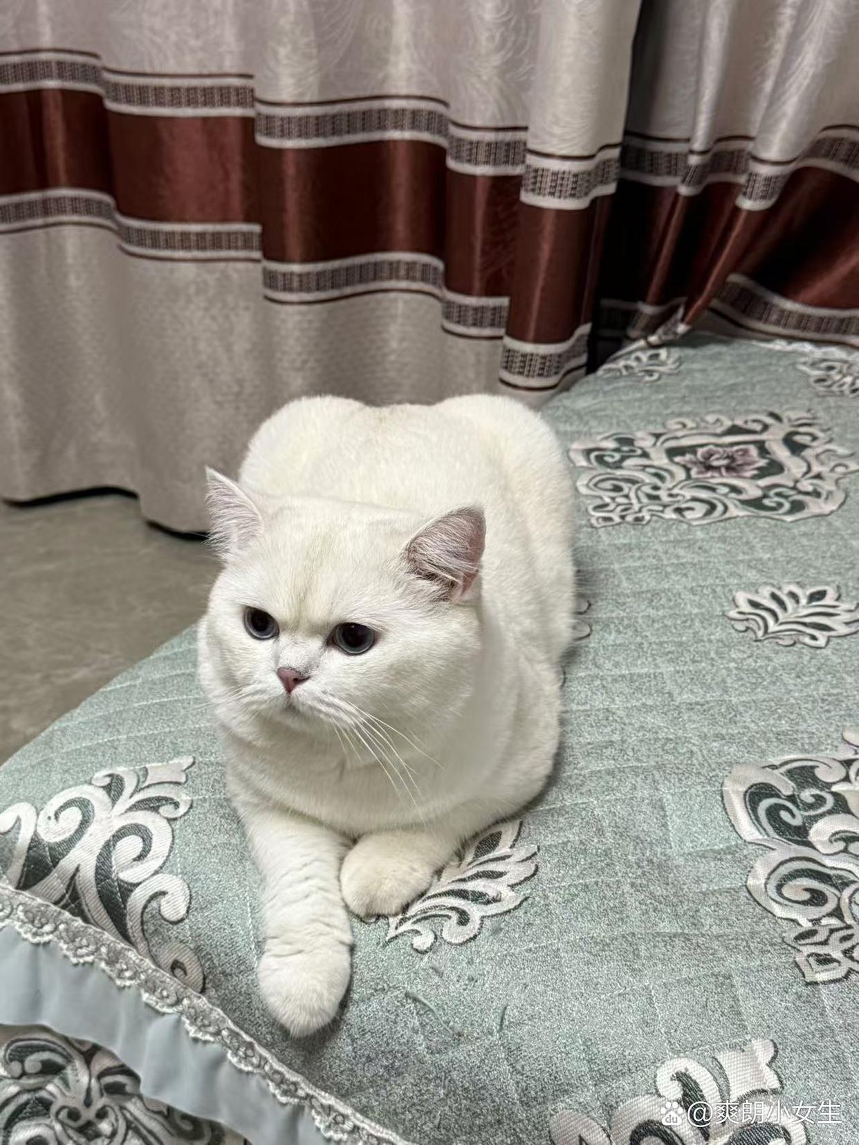 小白猫躺在沙发上,慵懒又自在,萌态十足,真想撸一把!