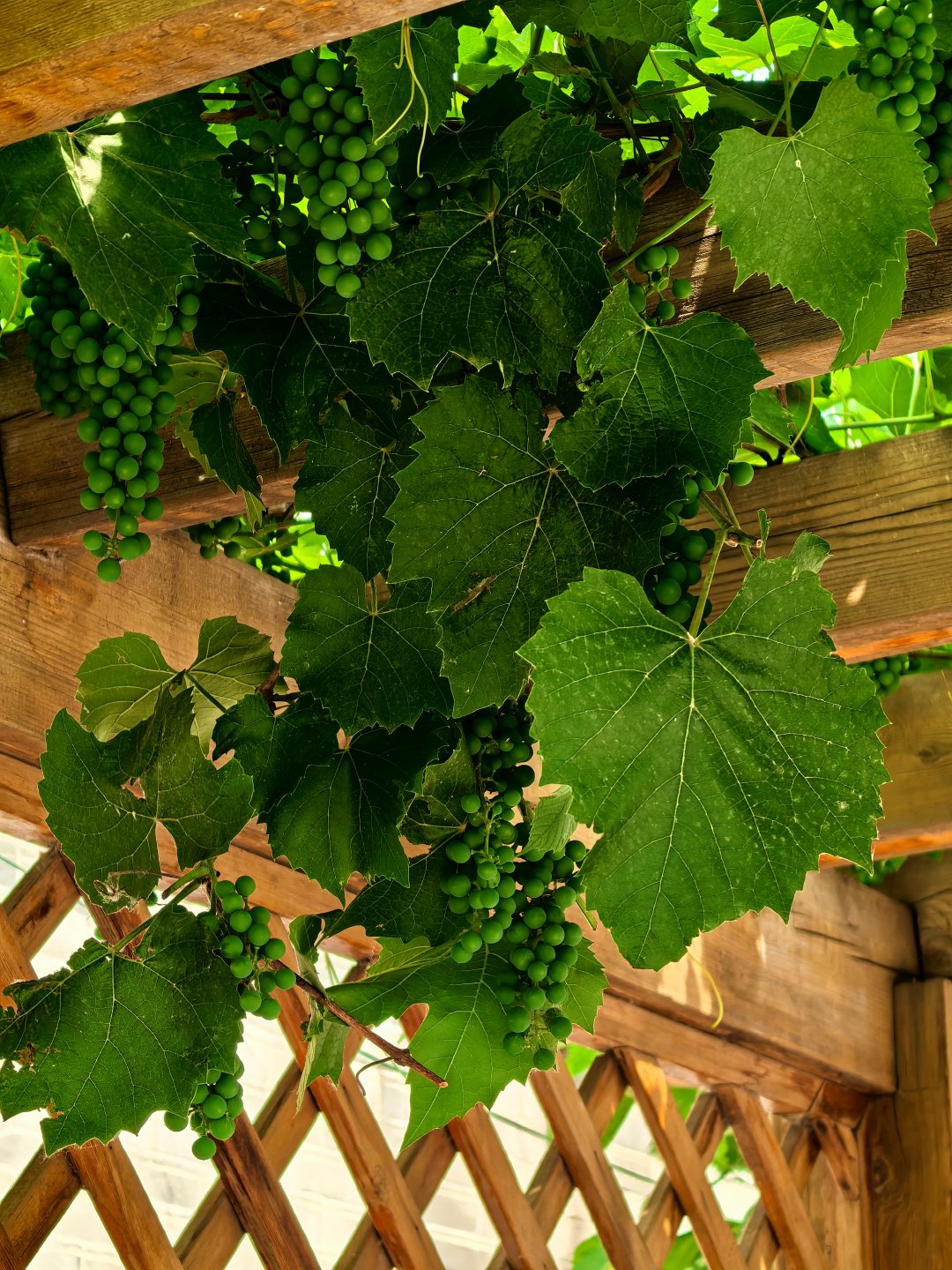 镜头下的花花草草# 瞧这串绿莹莹的小葡萄,正挂在枝头呢!