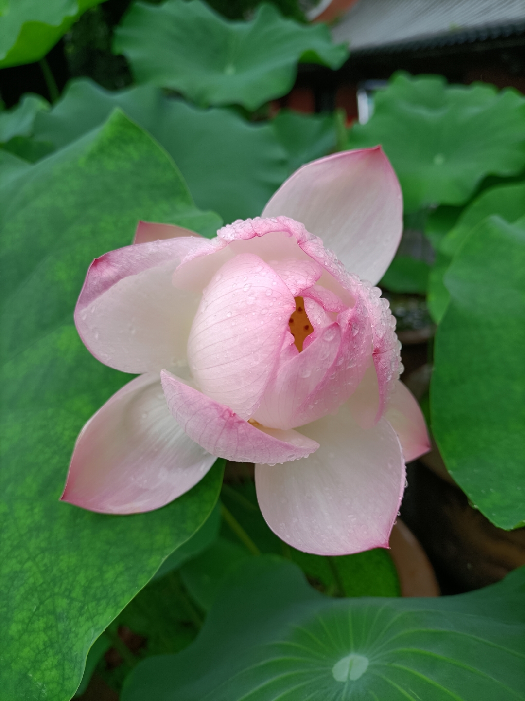 重庆华岩寺荷花,一片片荷叶舒展着,而且它全身都是宝,荷花产的藕可以