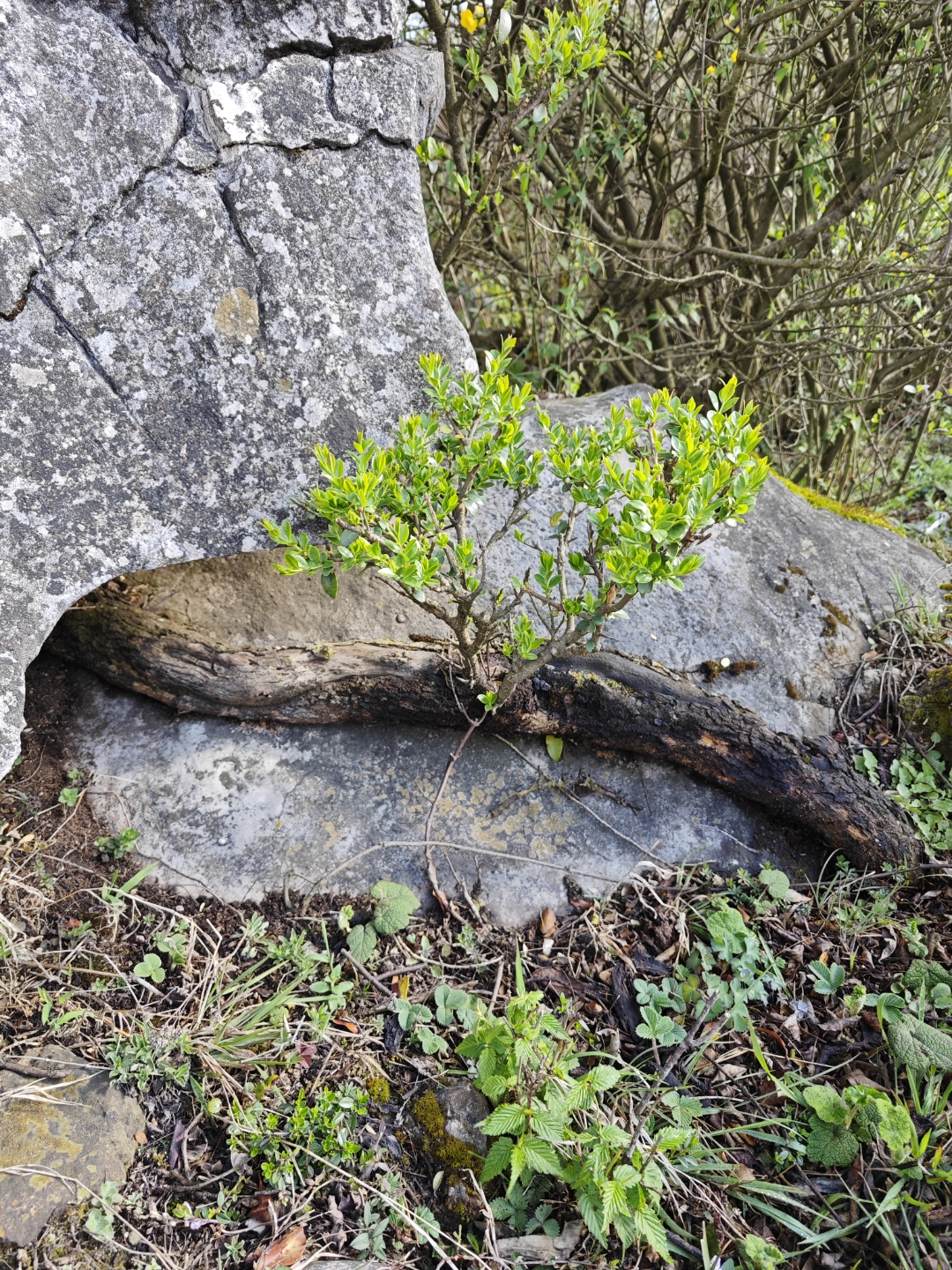 枯木逢春随往事, 人间百态亦从容. 喜怒哀乐千帆尽, 知足常乐理大同