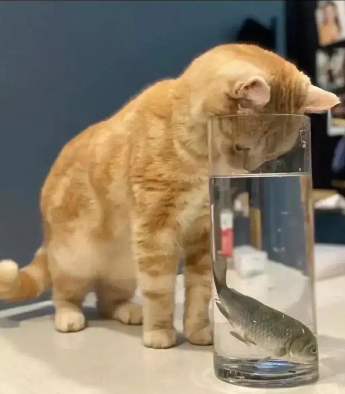 猫捉鱼,把自己塞进小瓶子里?唉!真的 真不知道是动物搞怪!