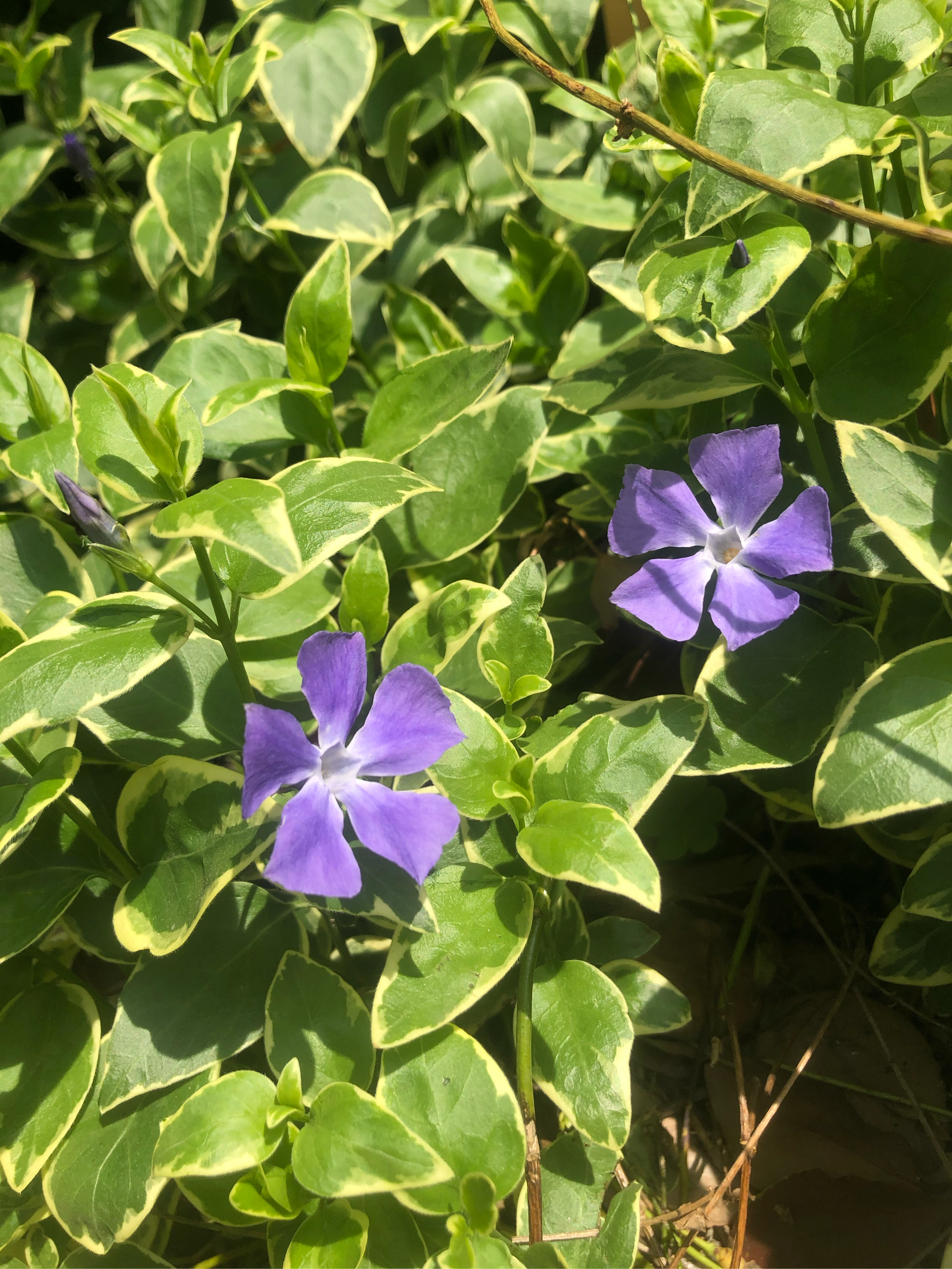 蔓长春花图片与功效图片