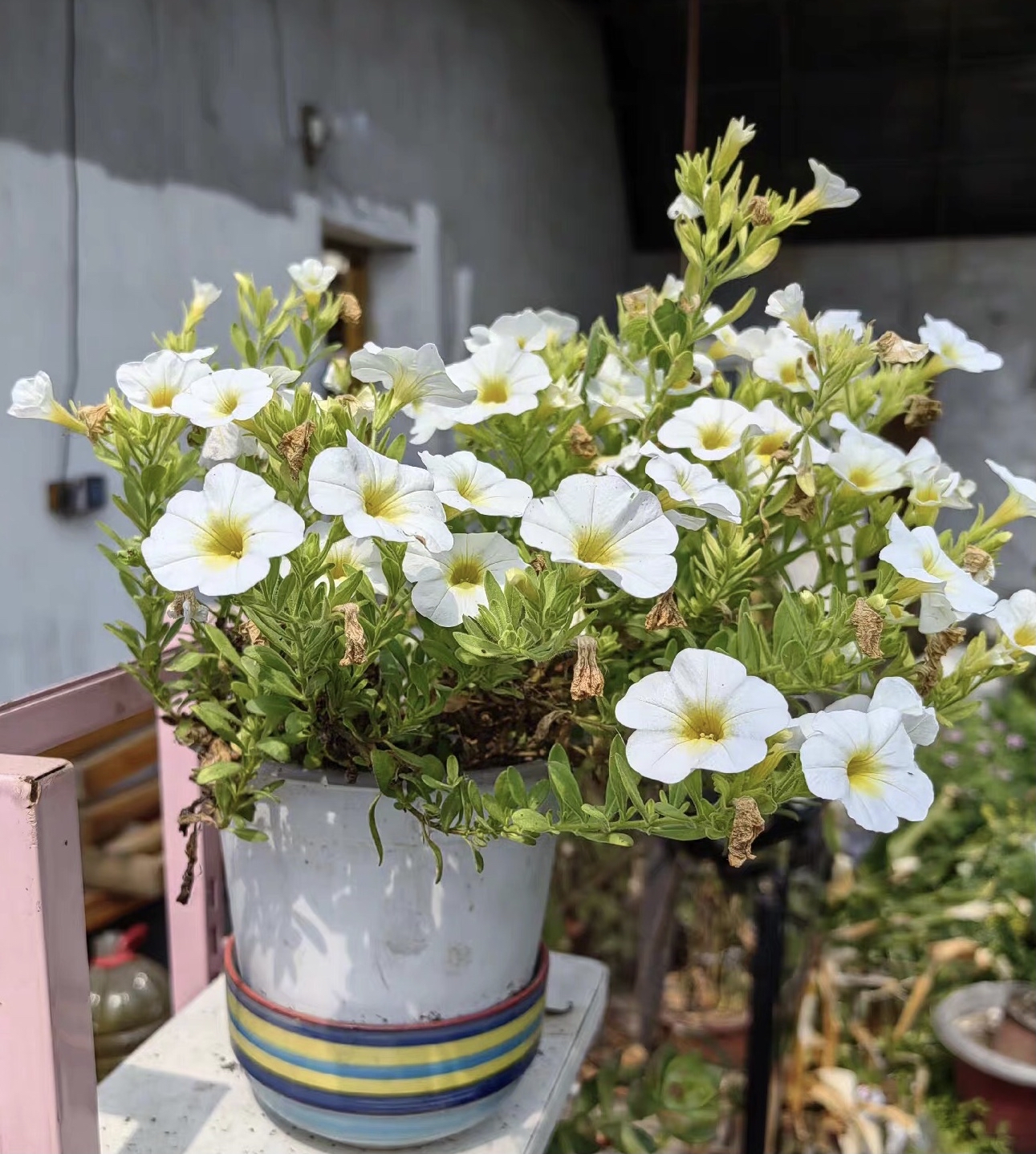 春季赏花图 白色矮牵牛花 嫩黄的花芯搭配白色的花瓣