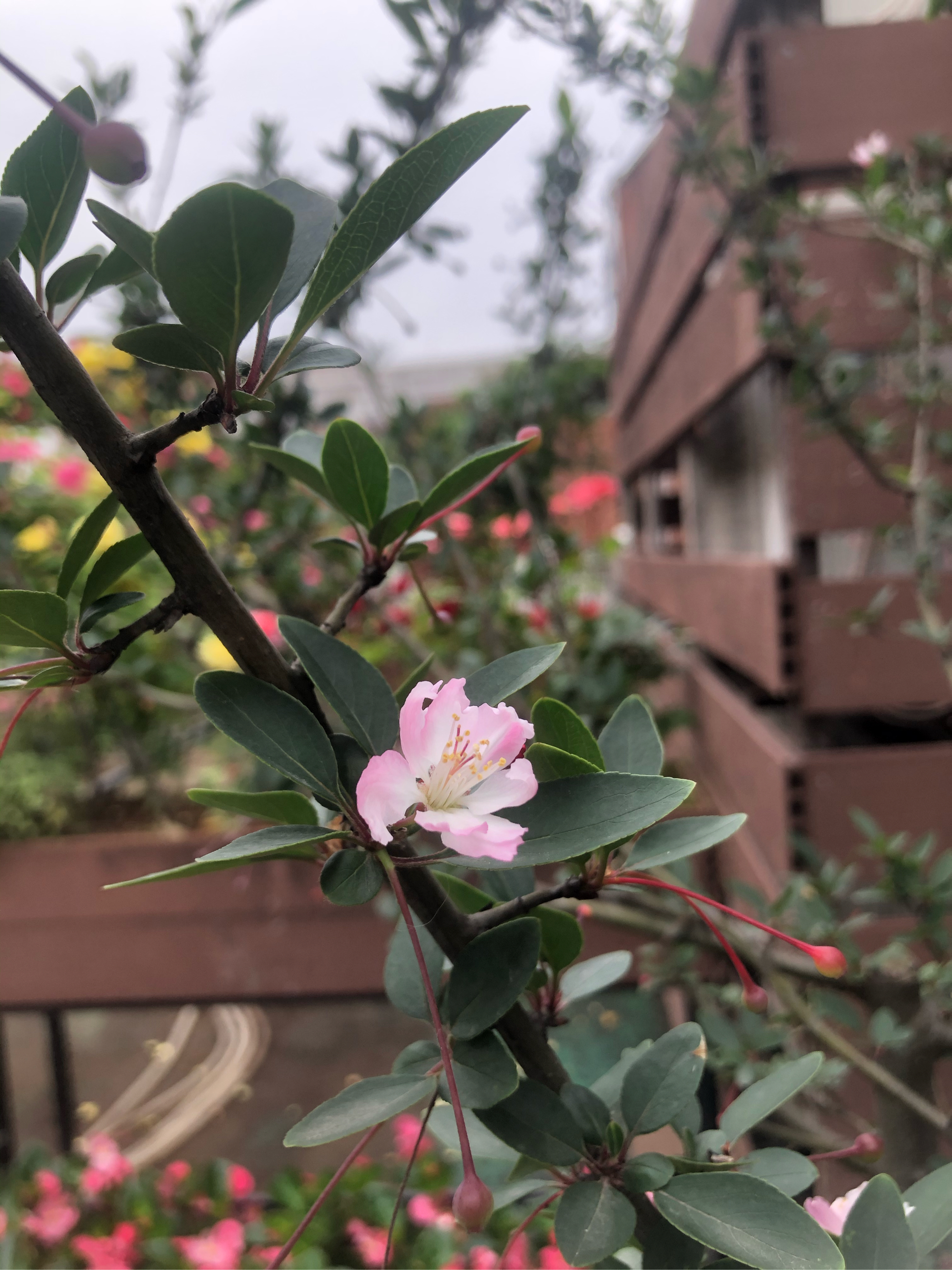 垂丝海棠植物名片图片