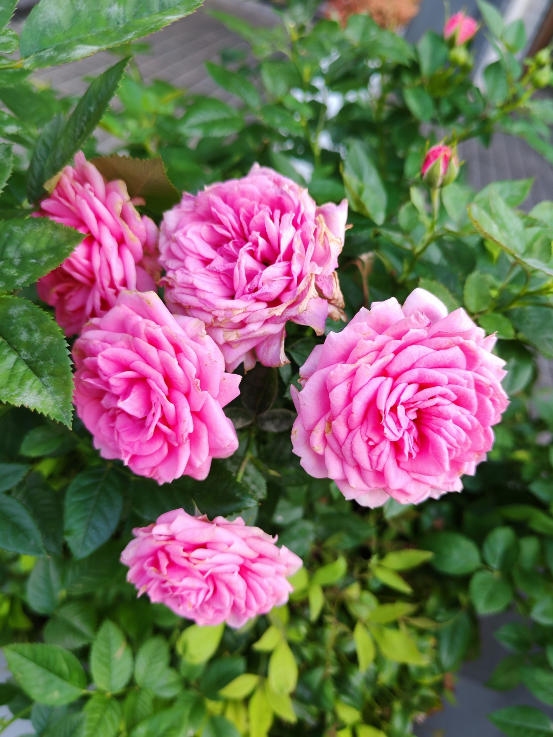 五一出游实况# 百叶蔷薇!