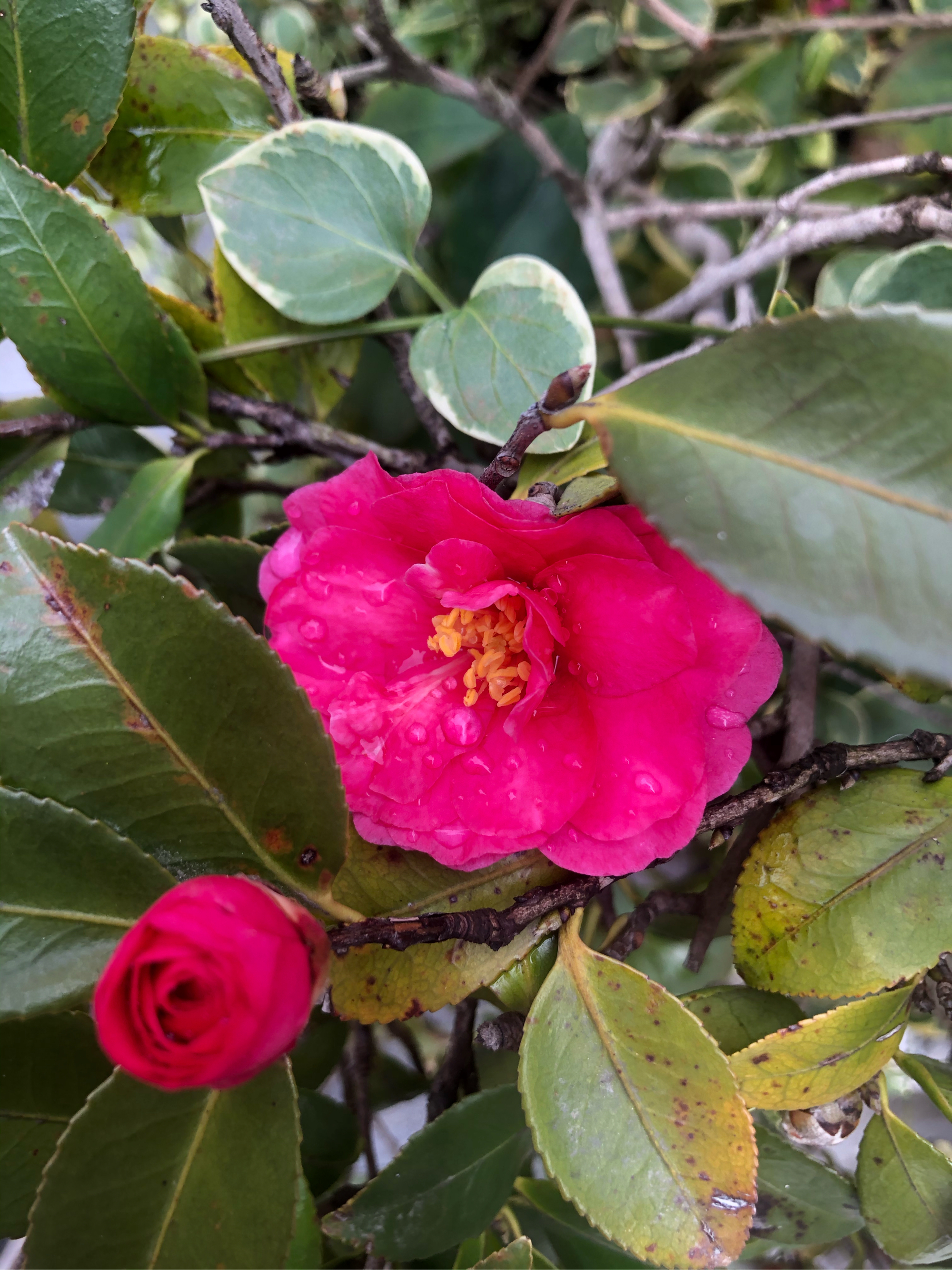 油茶花图片大全大图图片