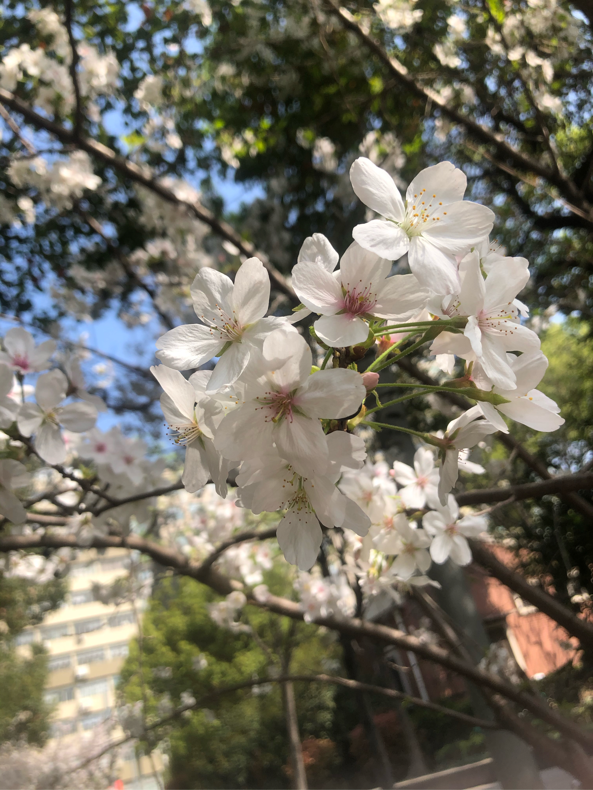 植物名牌樱花图片