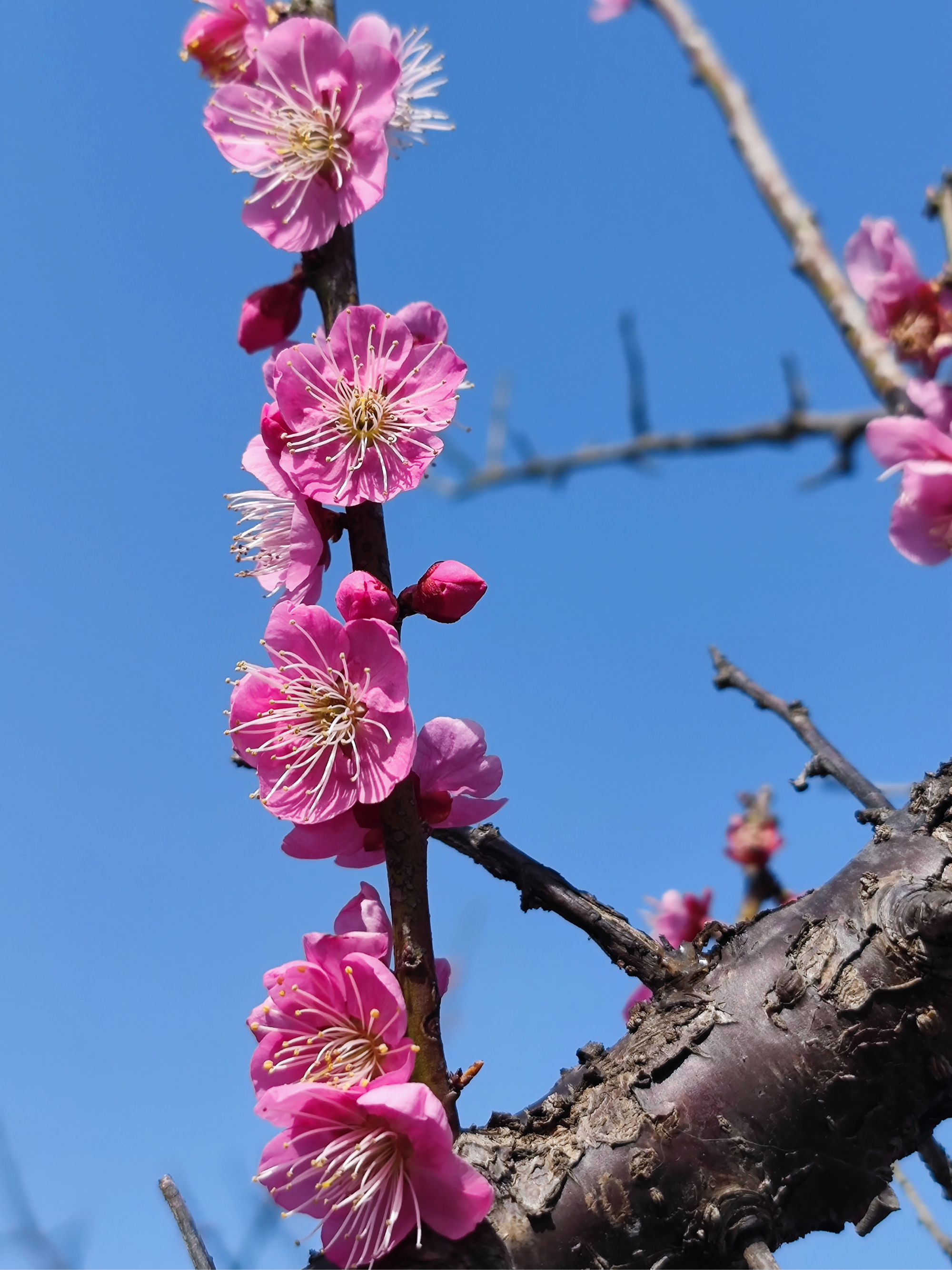 梅花什么时候开花图片