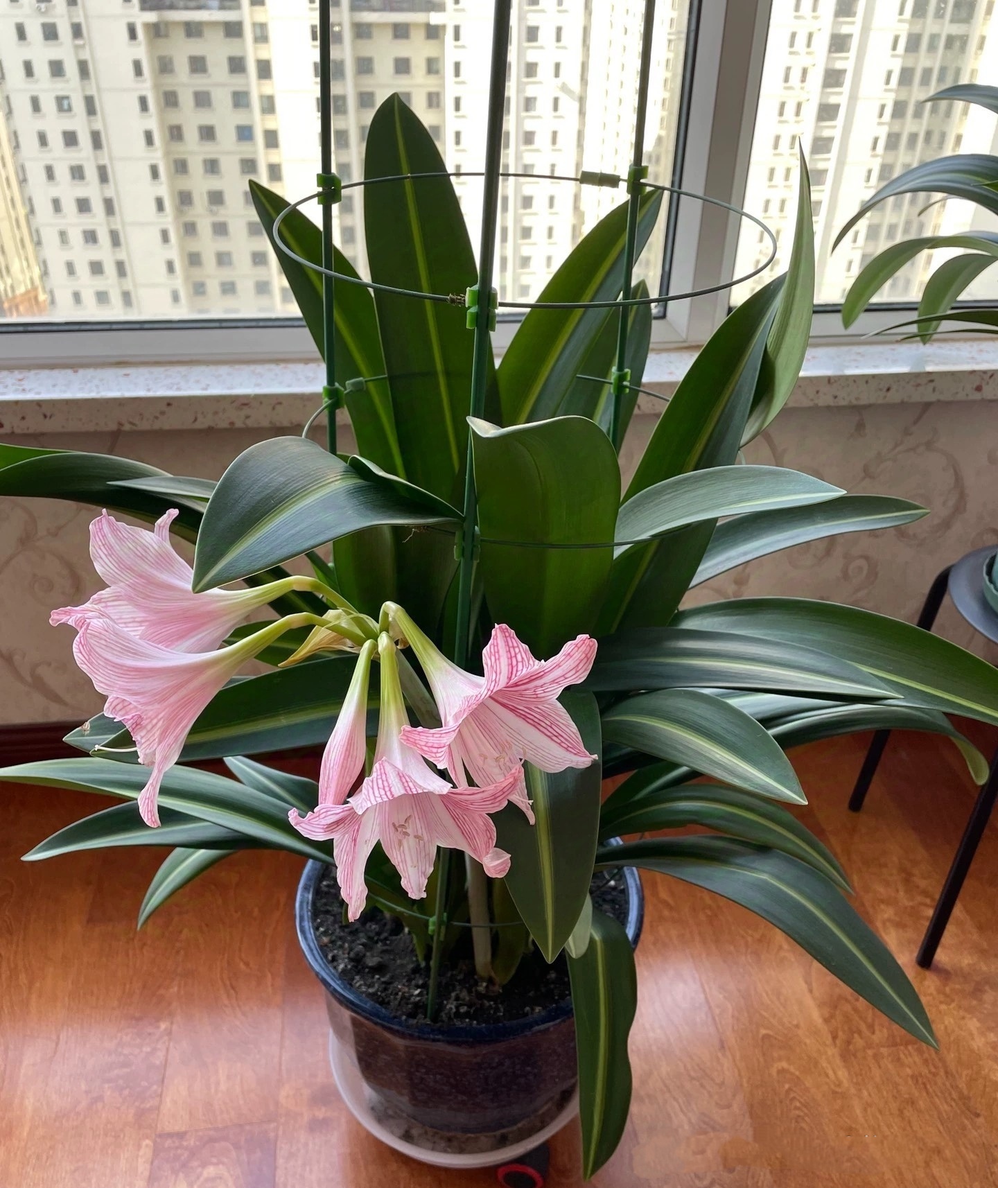 山城赏花时#重庆的春景,朱顶红有很多种类,这盆就是白肋朱顶红