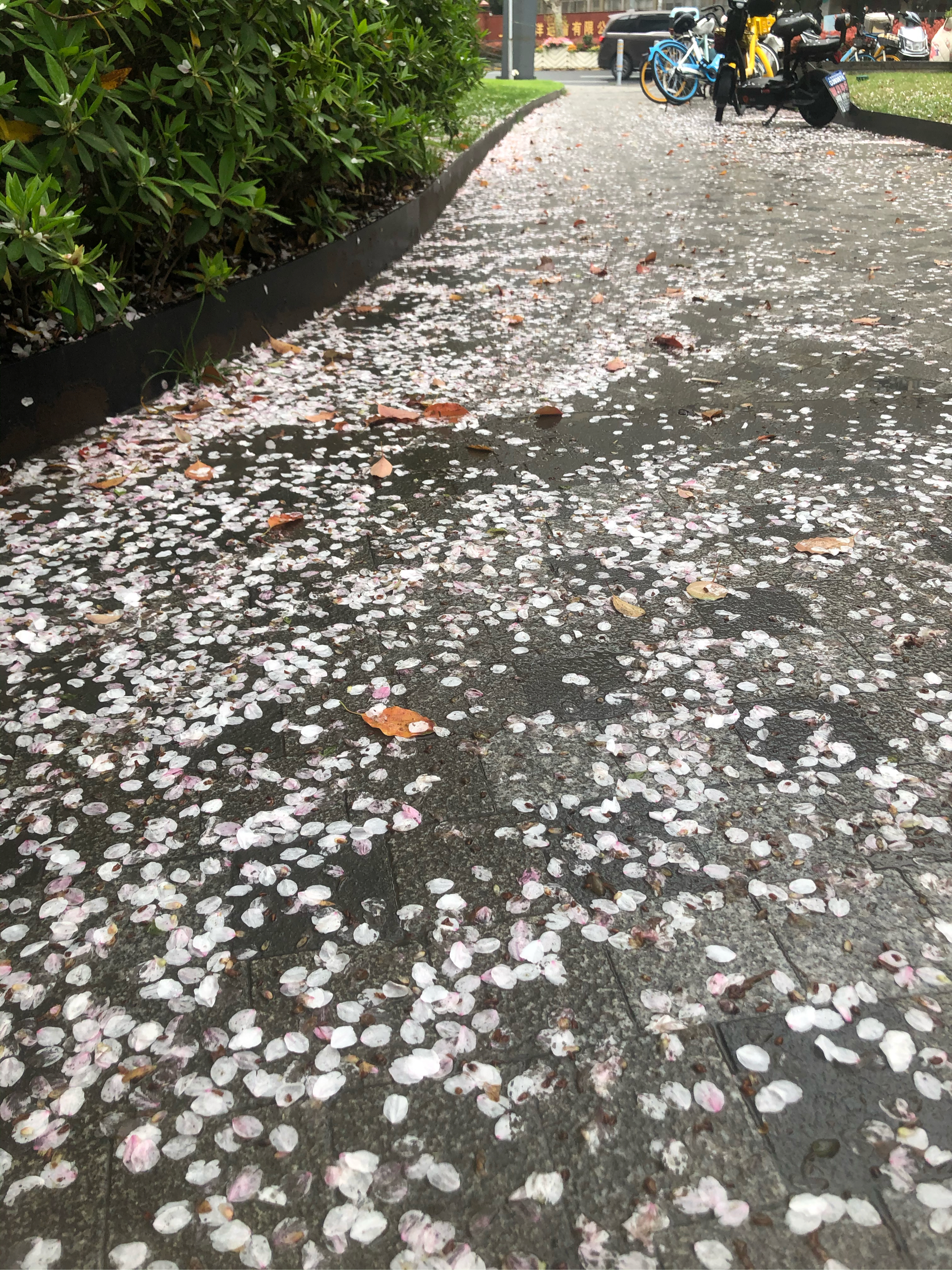 雨后的樱花瓣飘落满地图片